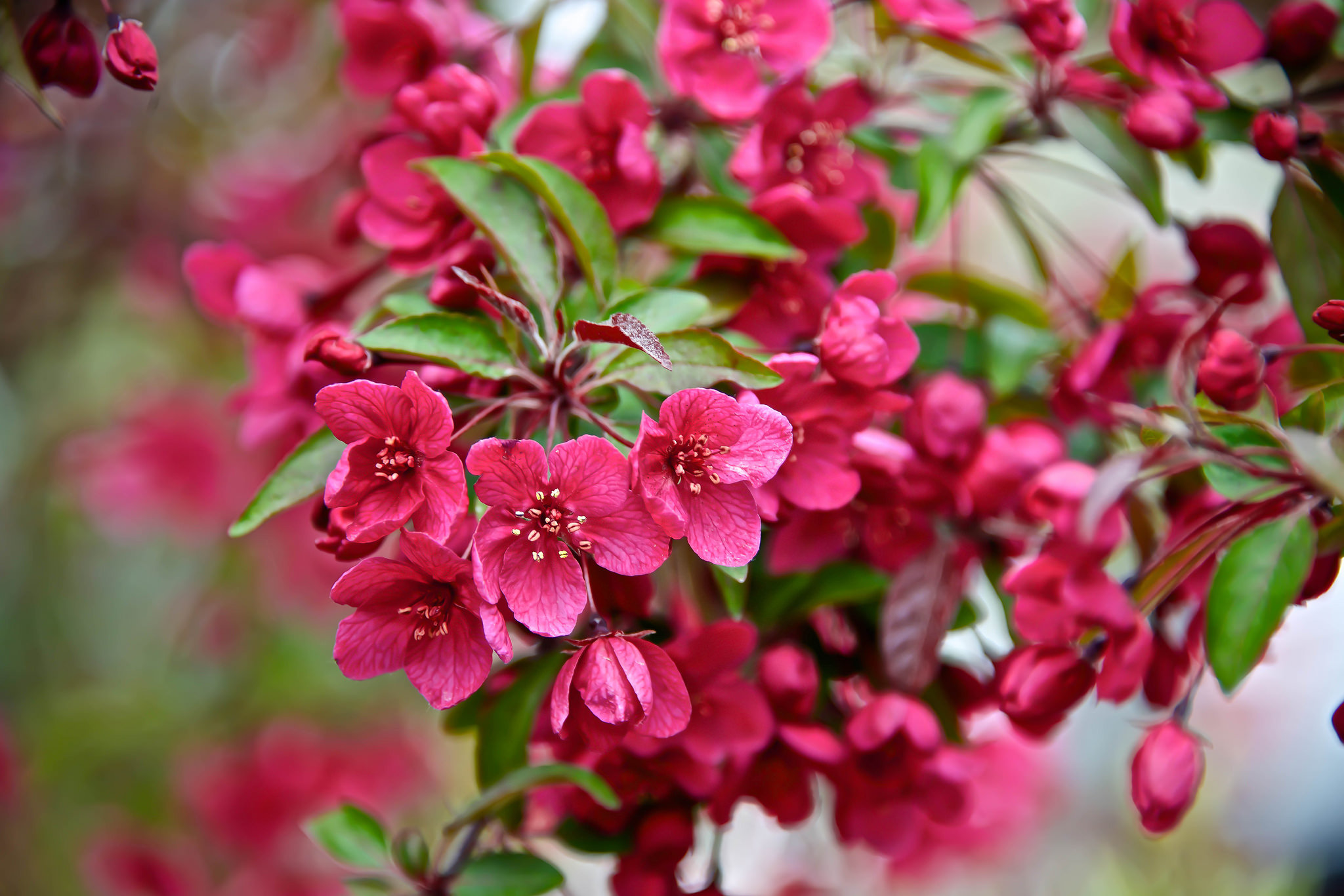 Wallpapers spring flora Cherry Blossoms on the desktop