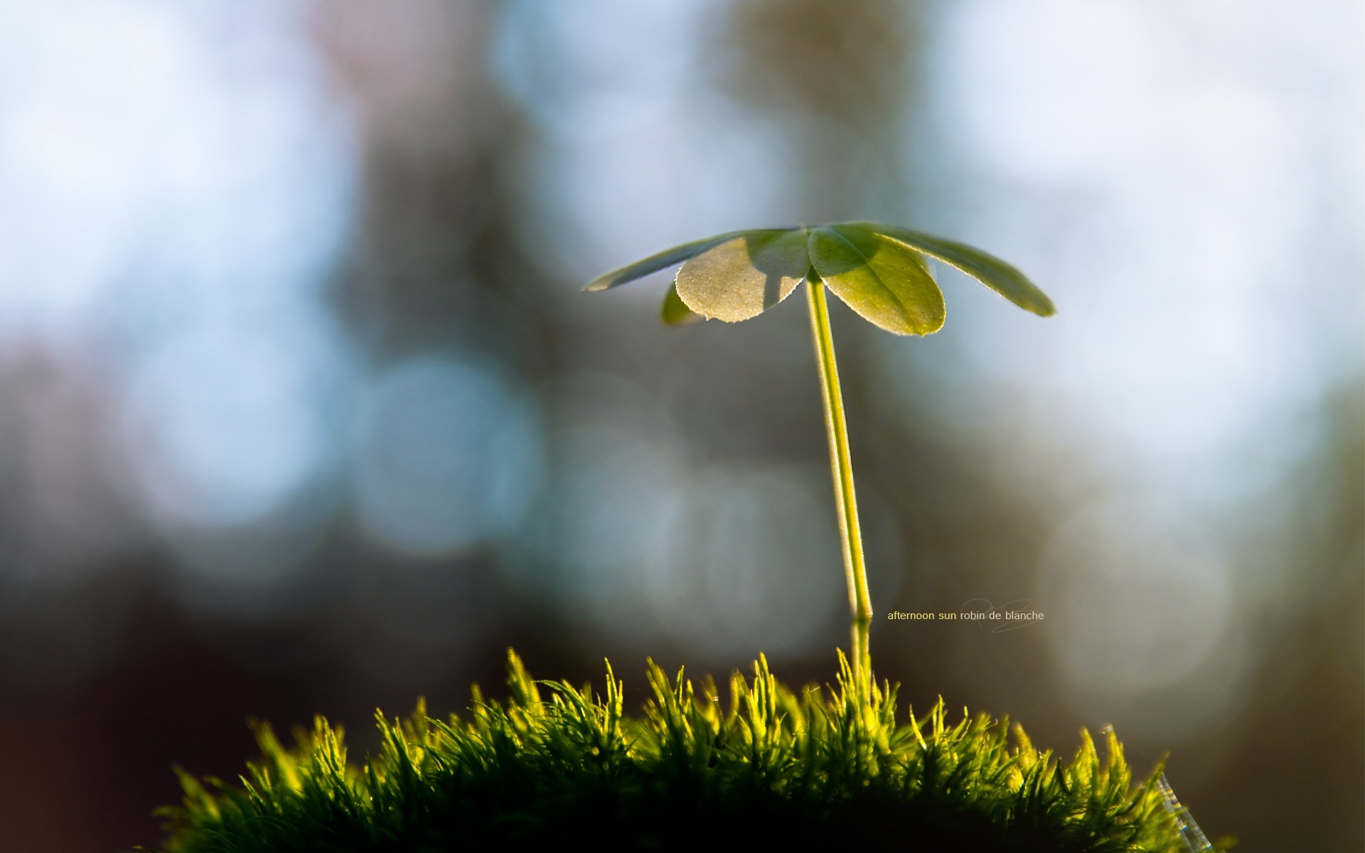 桌面上的壁纸日光 自然 反射