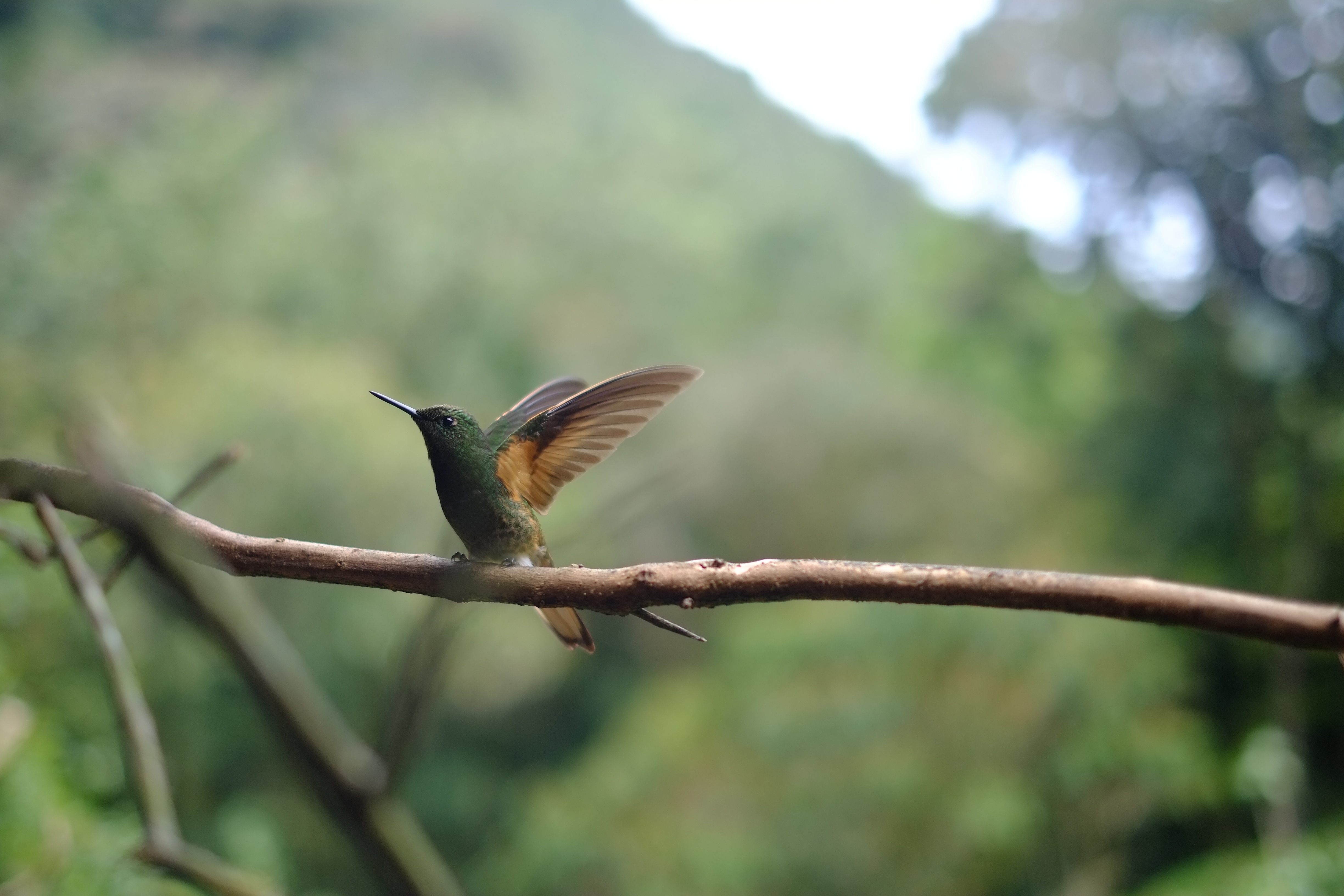 Free photo A little hummingbird takes off from a twig