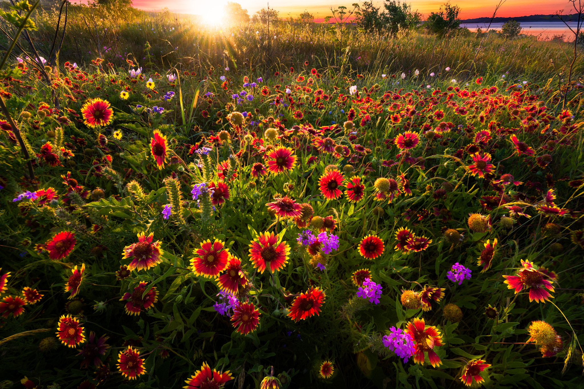 Wallpapers blossom field sunset on the desktop