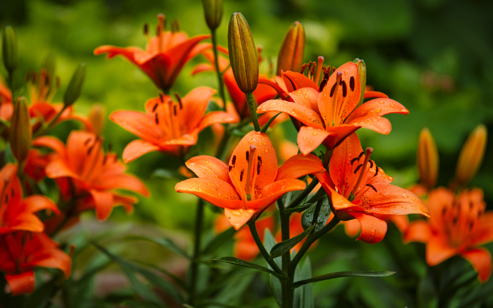 Lily flowers.
