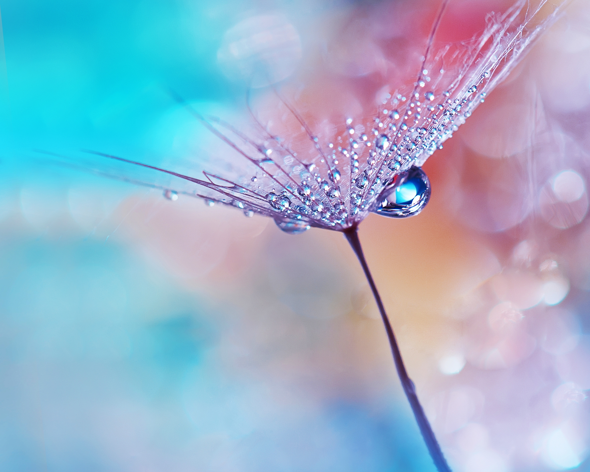 Free photo Drops of water on a light flower