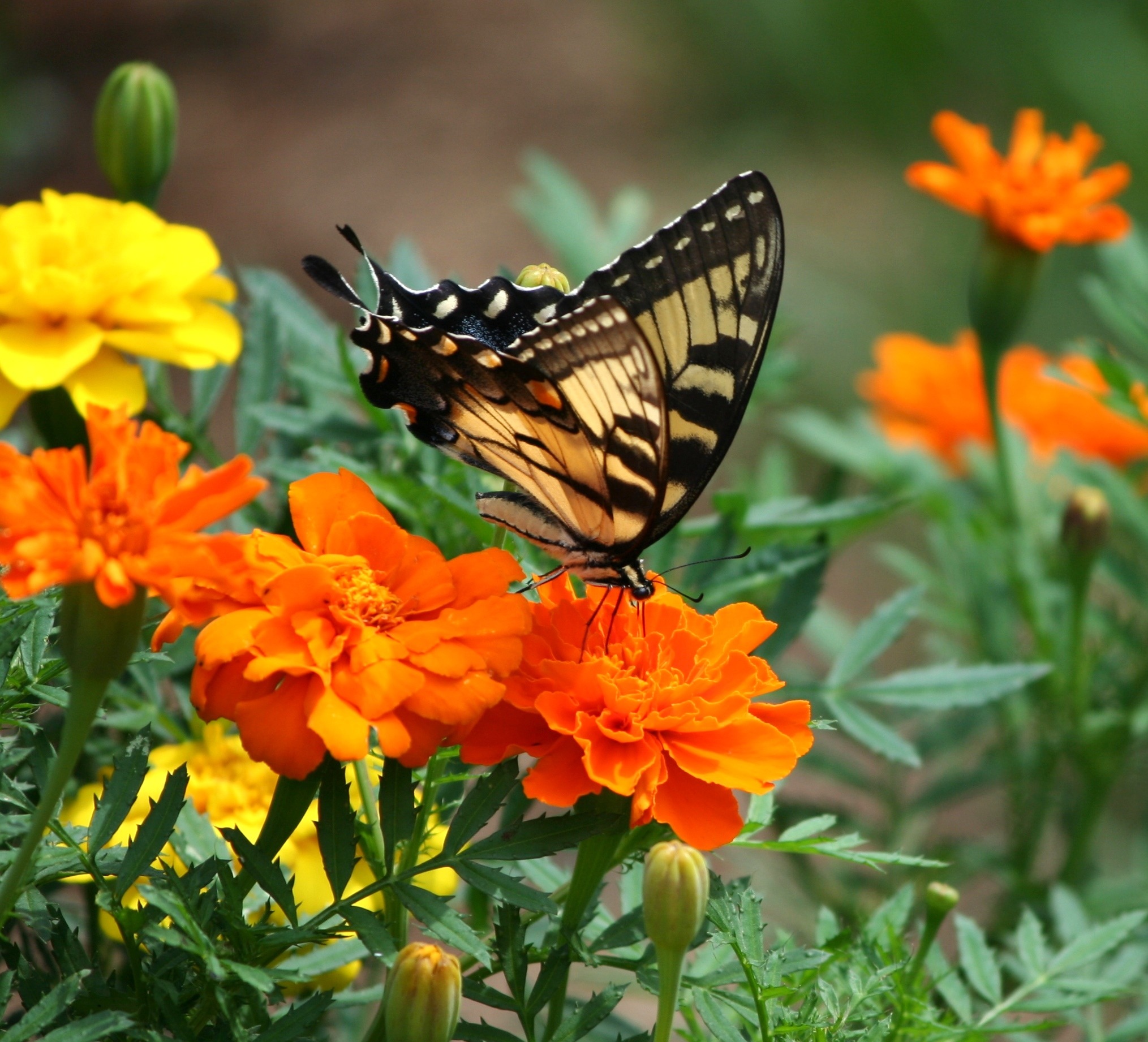 Wallpapers plant meadow prairie on the desktop