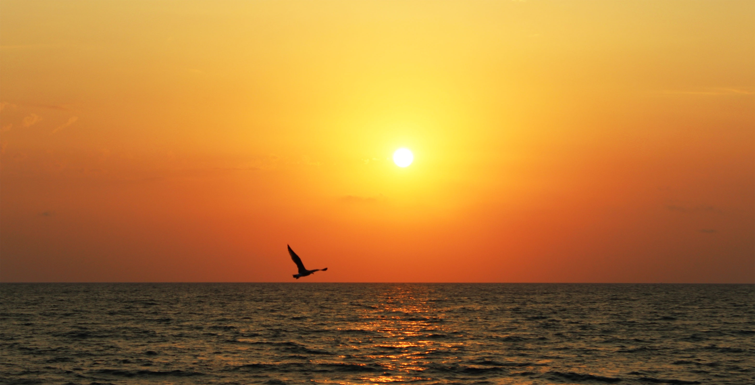 Free photo A seagull flies under the sun going down.