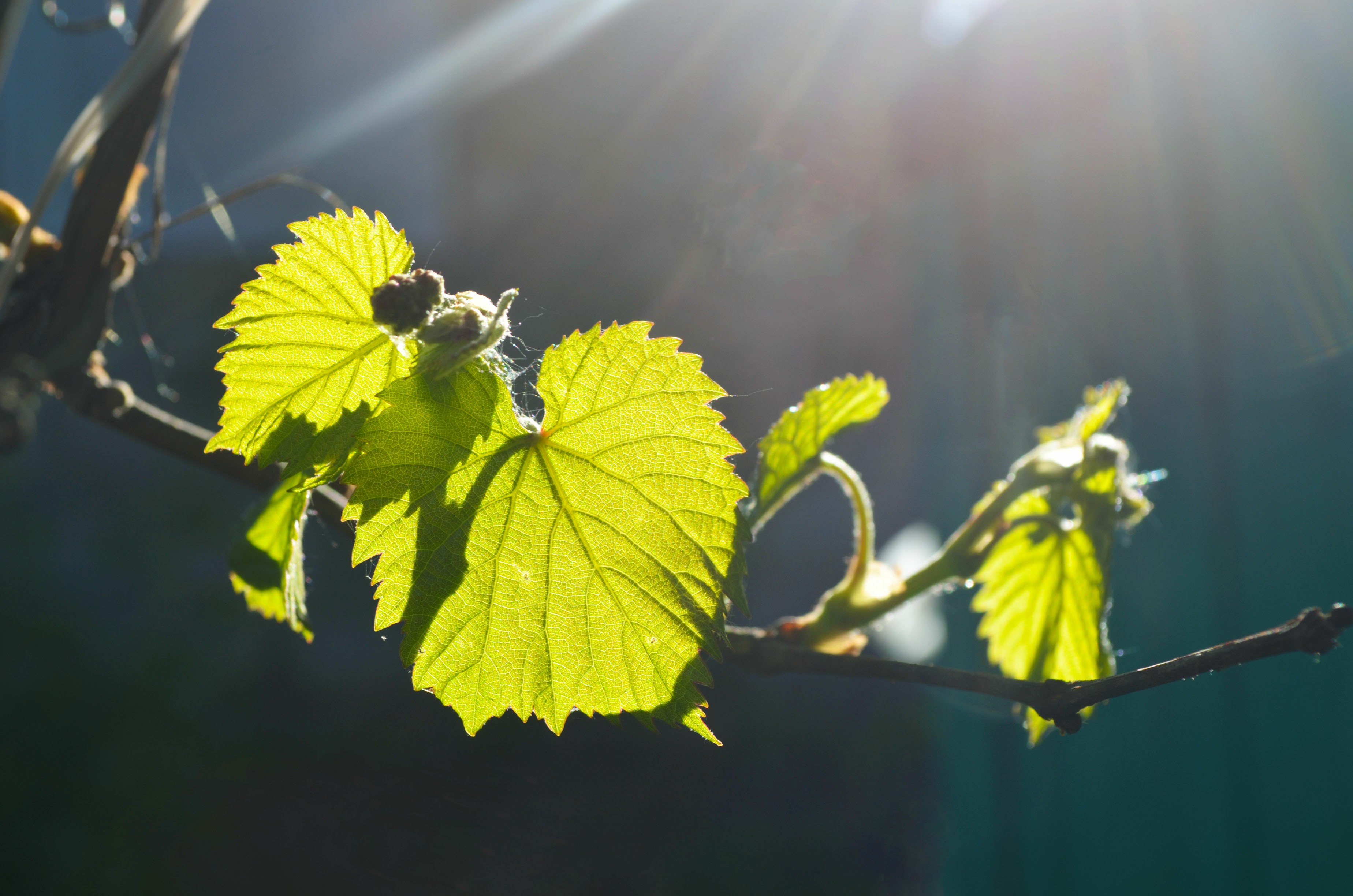 Free photo Grapes