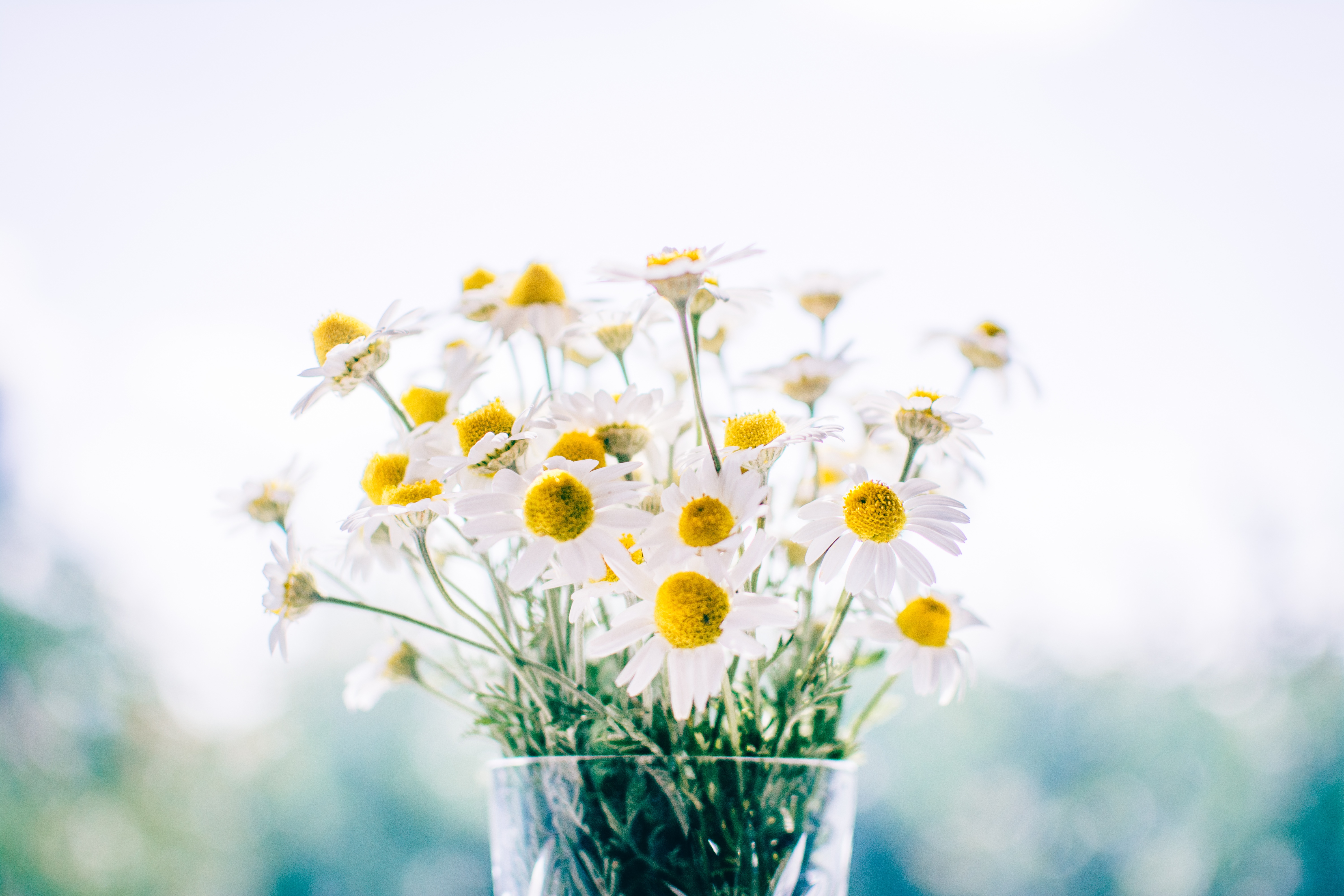 Free photo A vase of white daisies