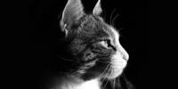 Портрет монохромной кошки