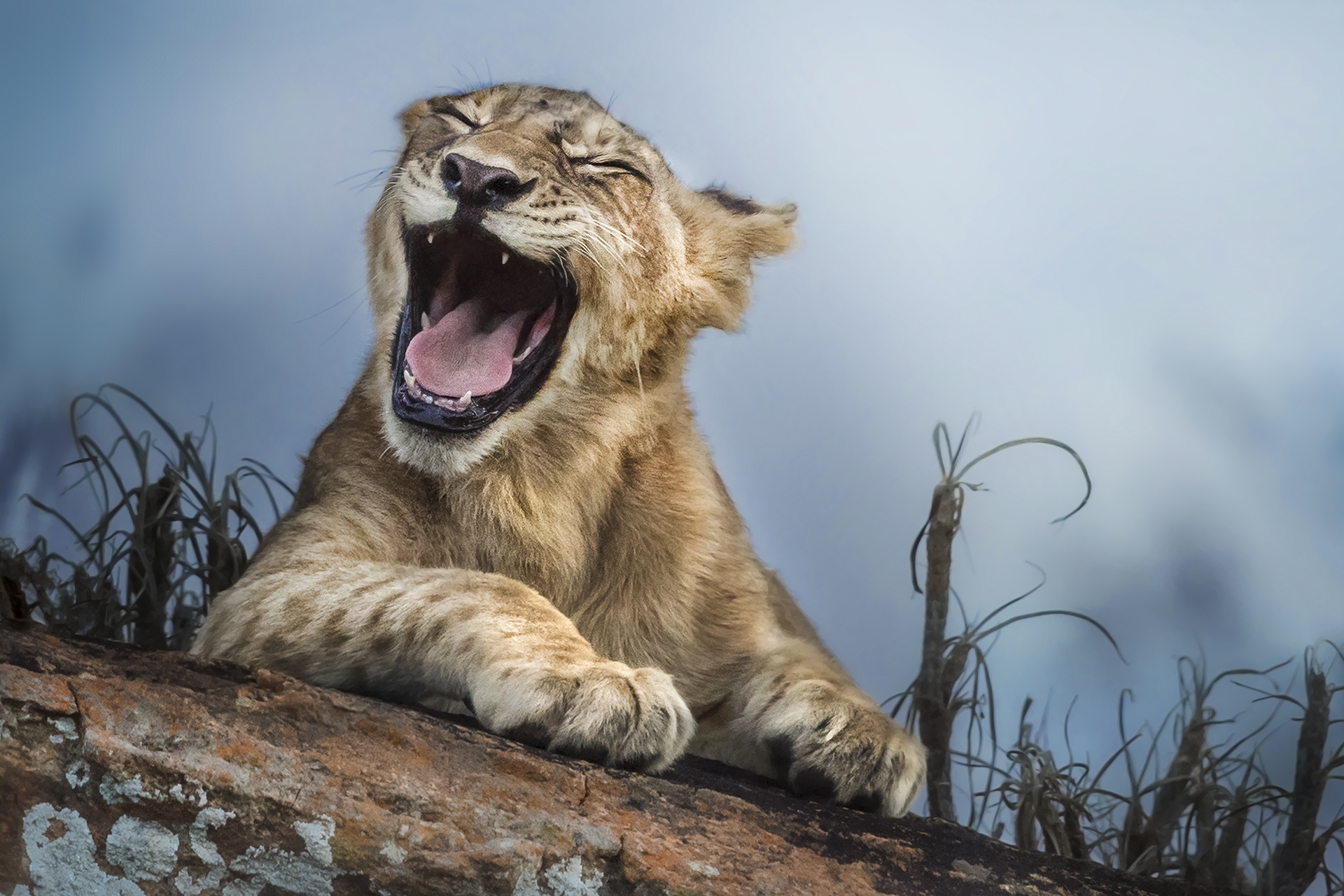 Wallpapers Lion s Sound lion animal on the desktop