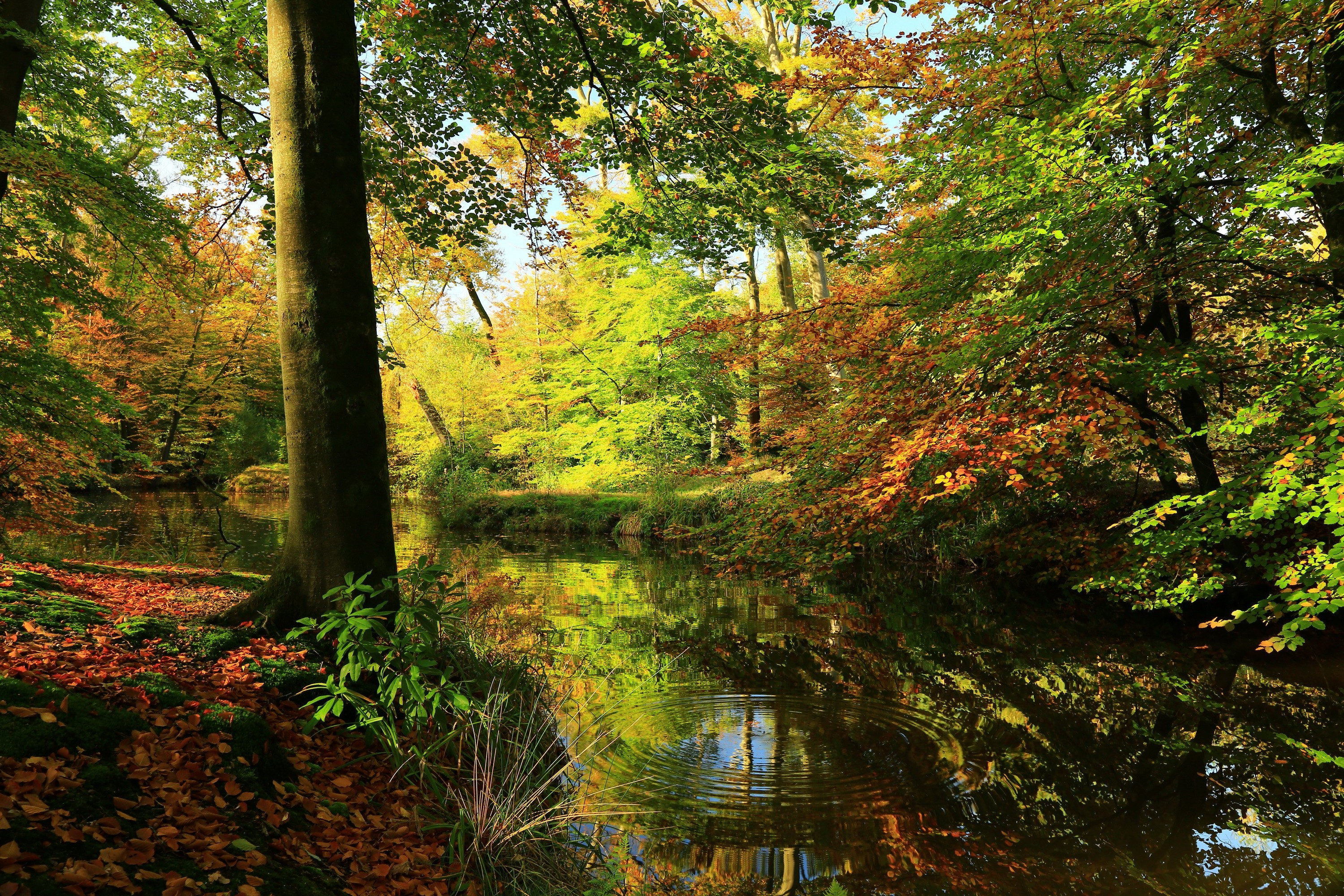 秋季森林中的河流景观