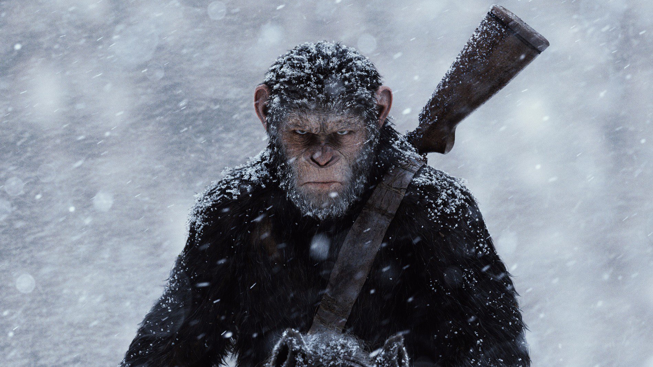 桌面上的壁纸雪 壁纸《人猿星球的战争》（Wallpaper War for the planet of the apes 大猩猩