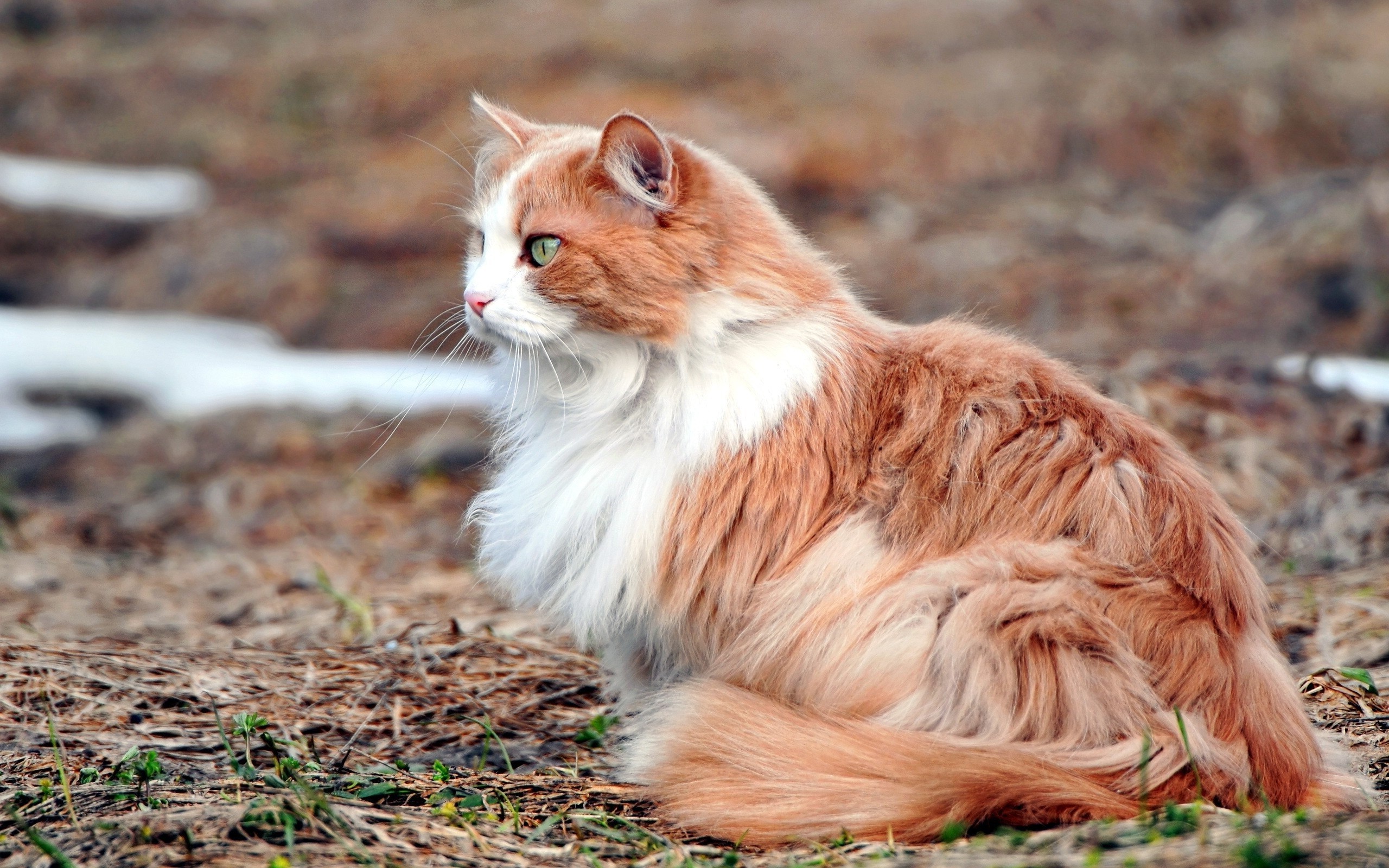 Free photo A fluffy cat in the wild