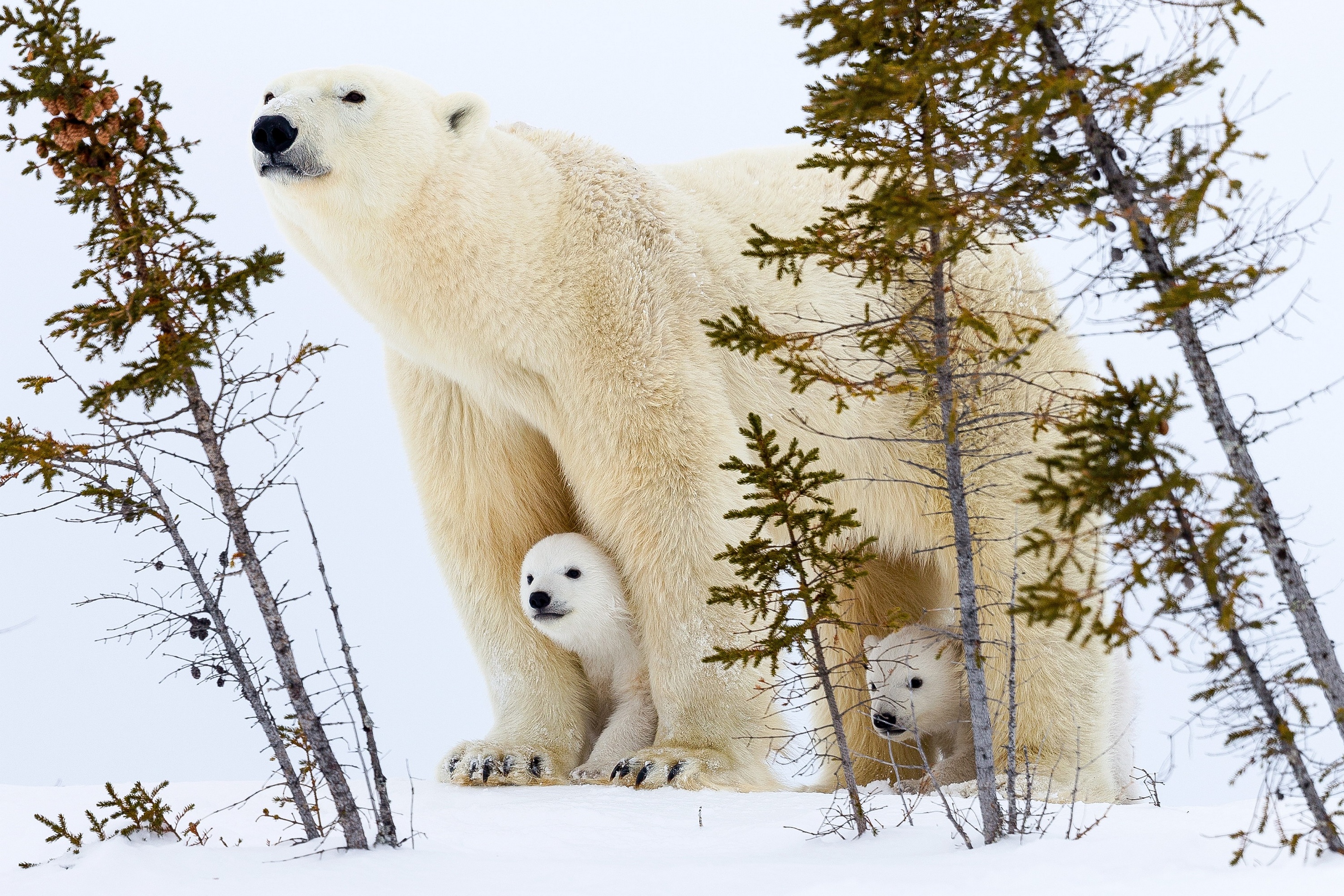 A polar bear with two cubs