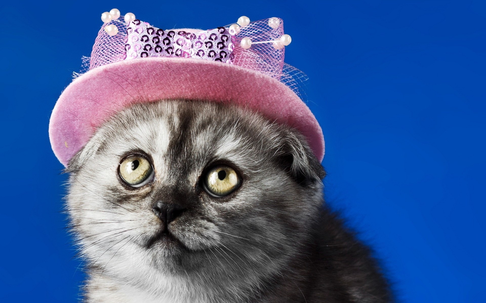 一只戴着粉色帽子的可爱小猫。