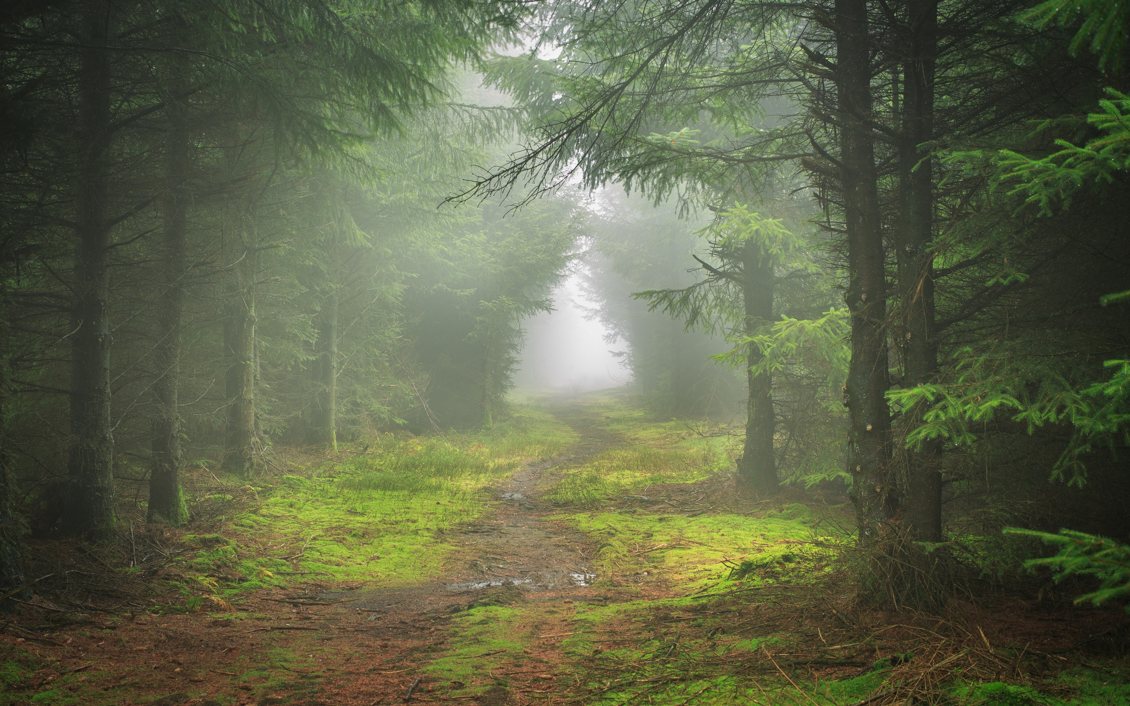 A path through a dense green forest in the fog