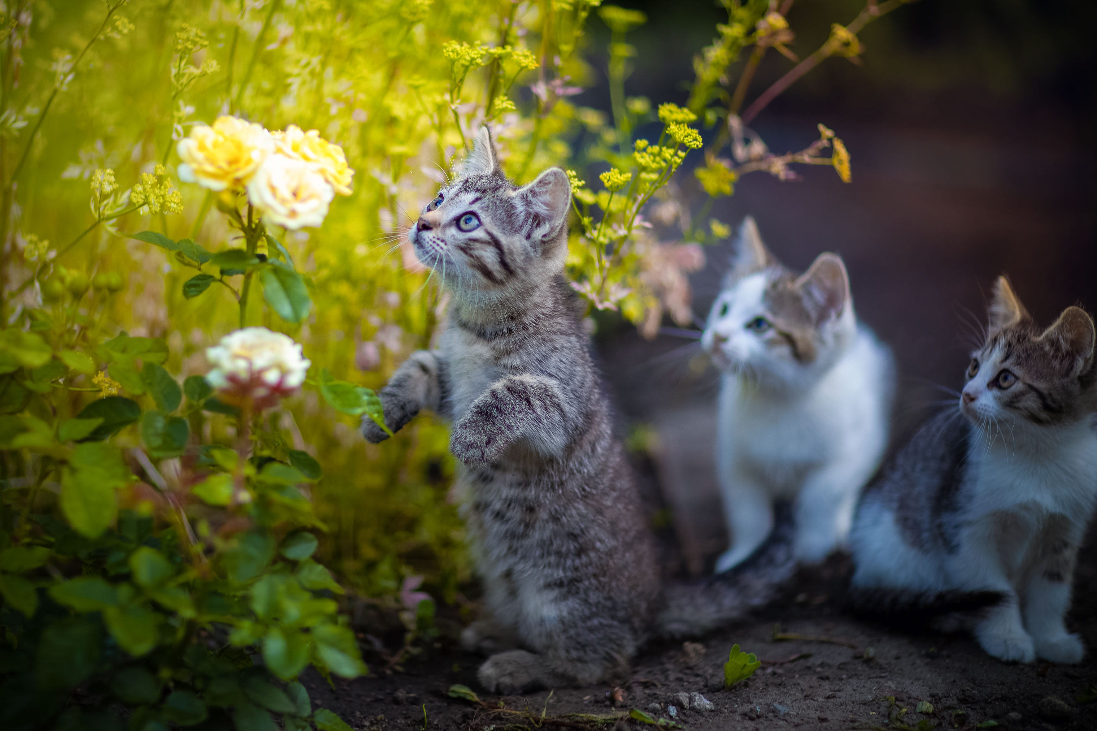 Wallpapers kittens flowers on its hind legs on the desktop