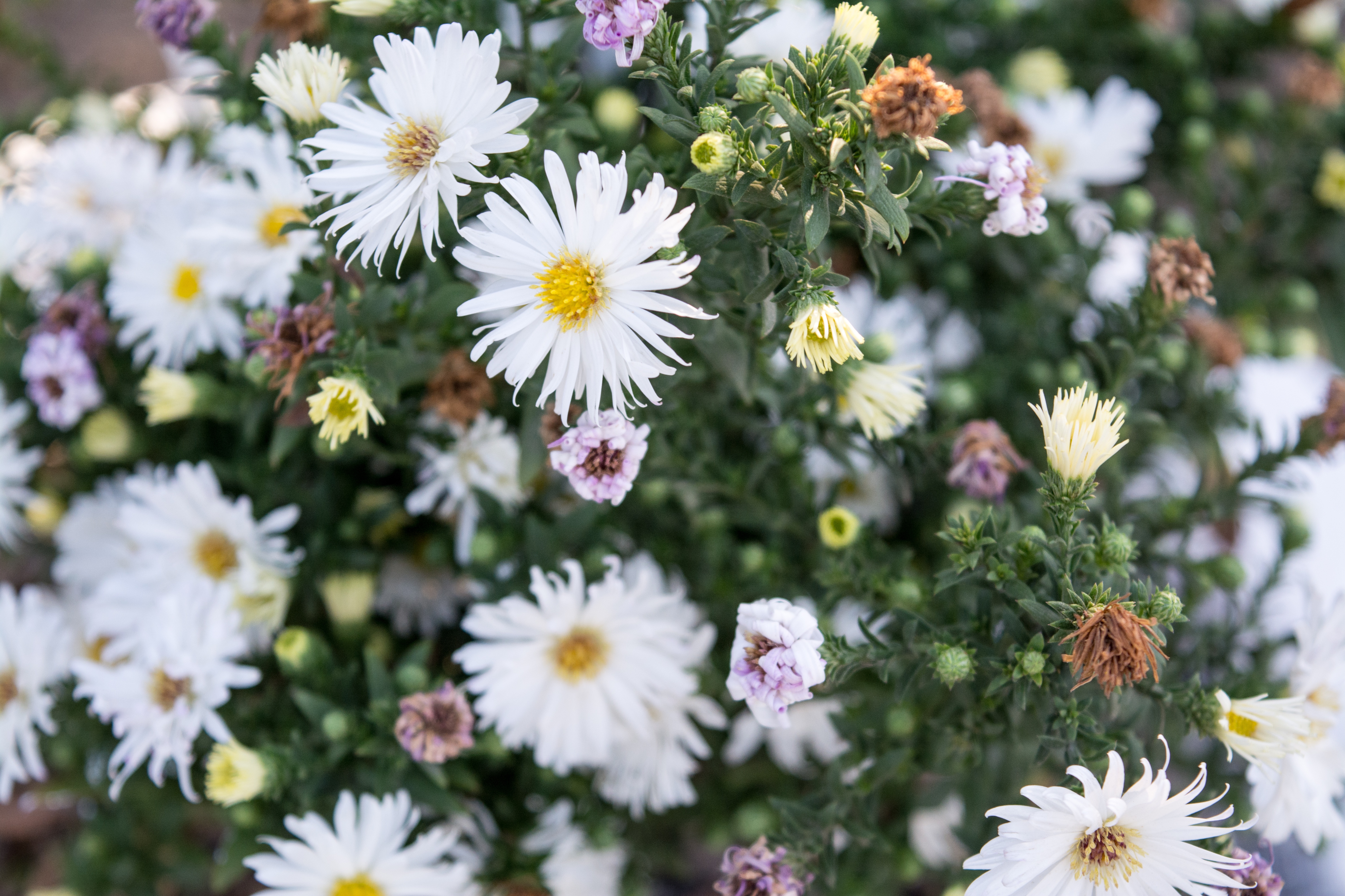 Free photo The Glade with Margarita Daisy