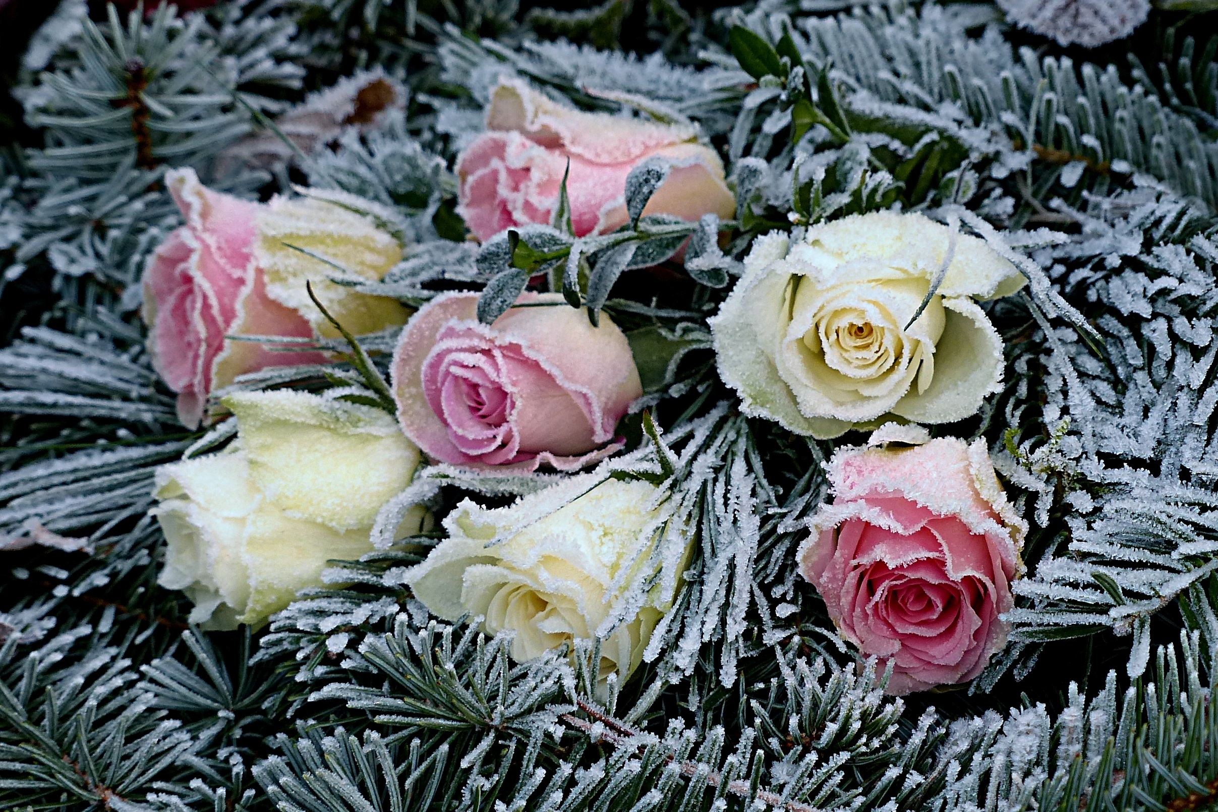 玫瑰花上的糖霜