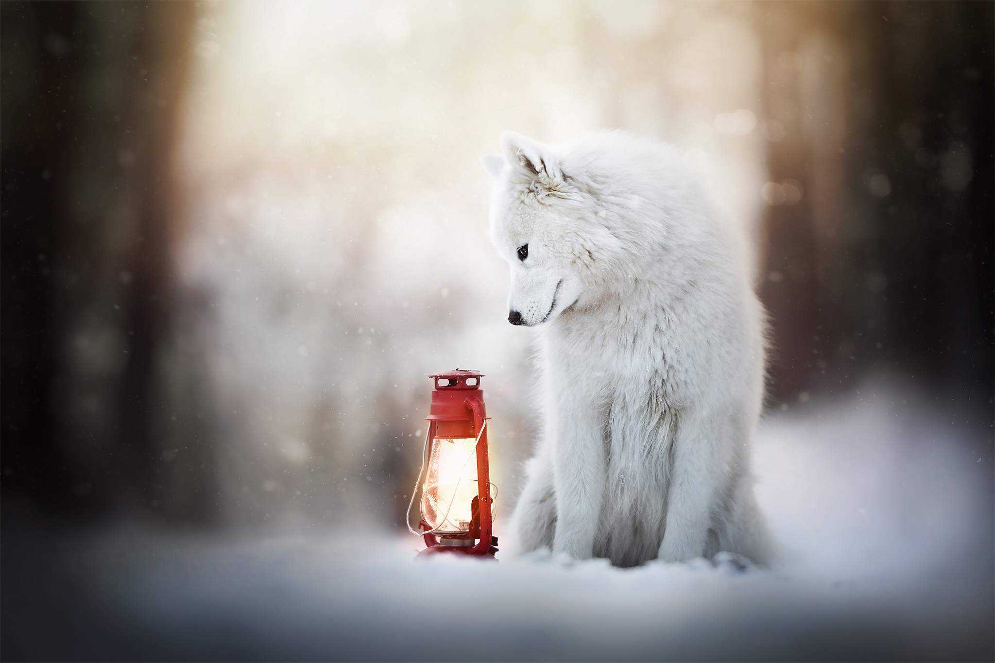 冬天的狗与灯笼