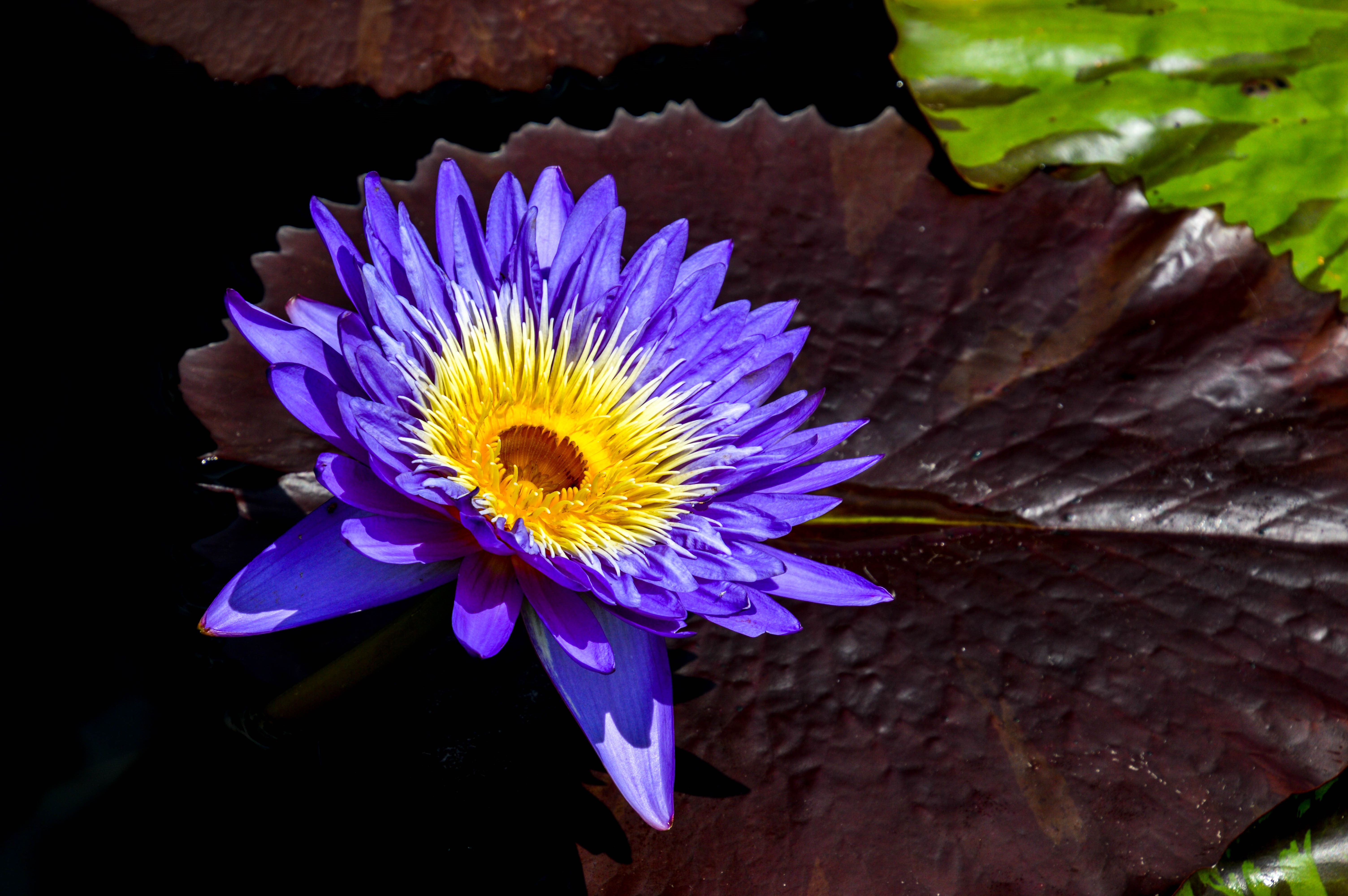 Wallpapers water beauty flower water-lilies on the desktop