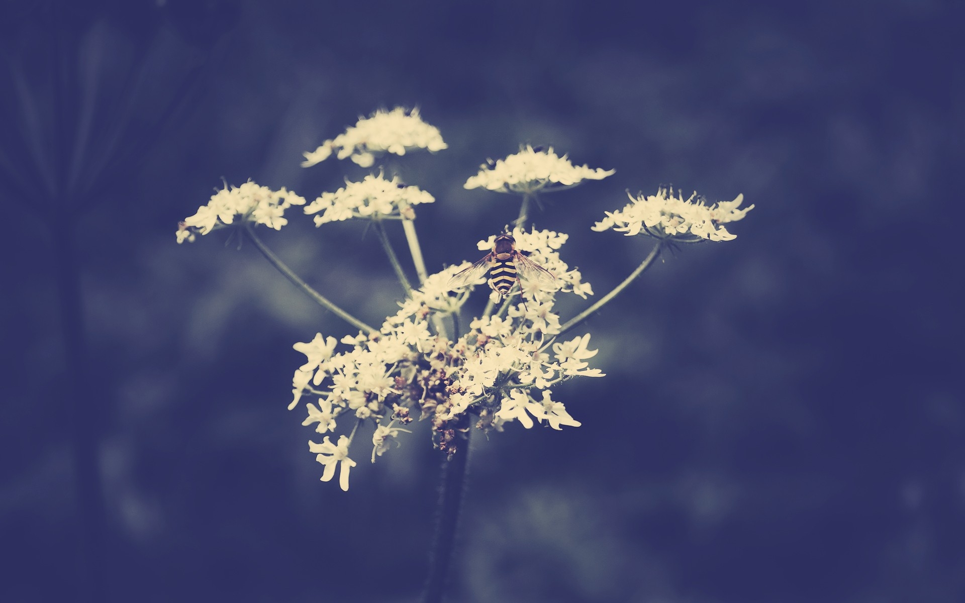 库皮尔*莱斯诺伊