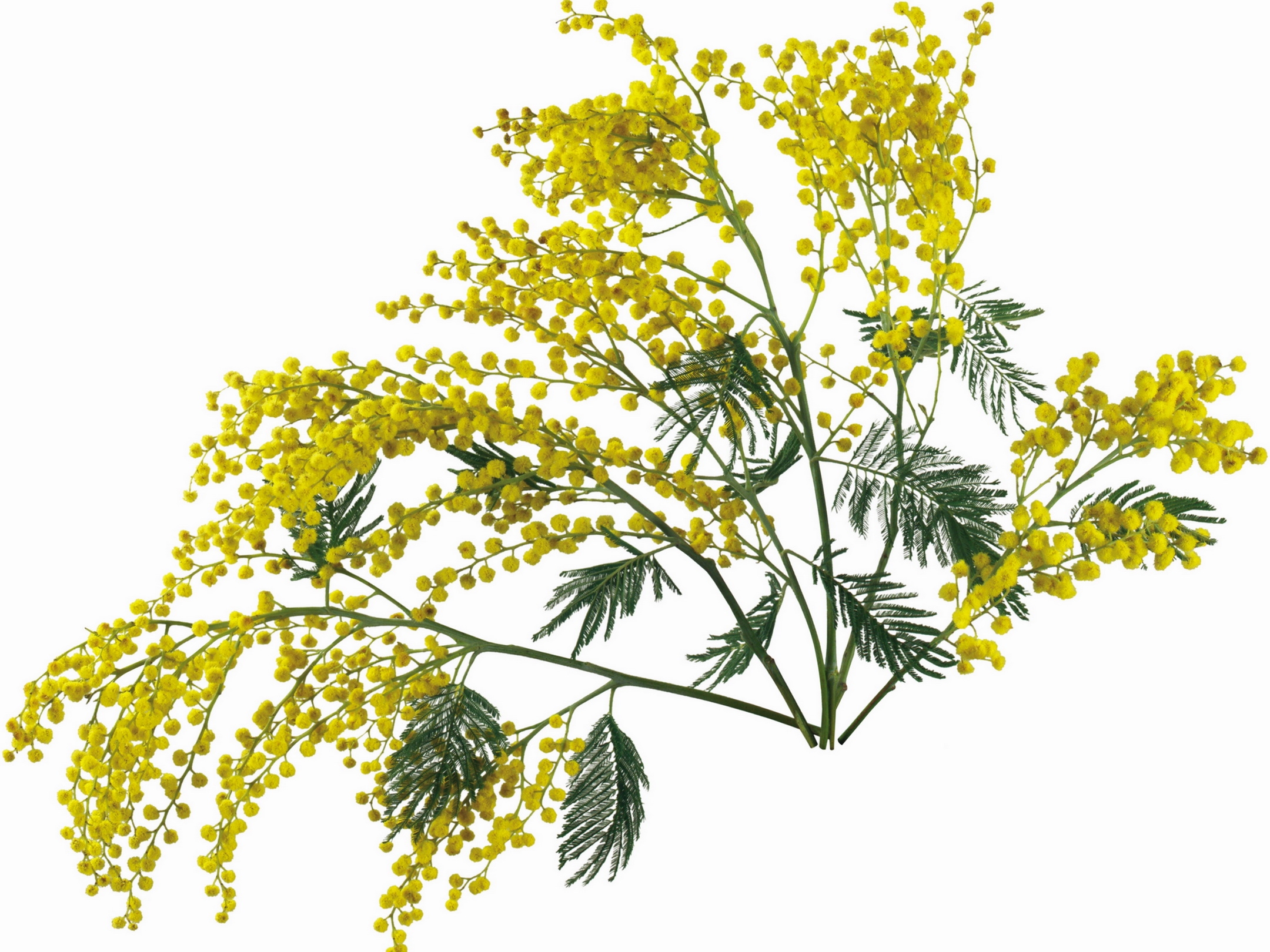 Серебристая акация