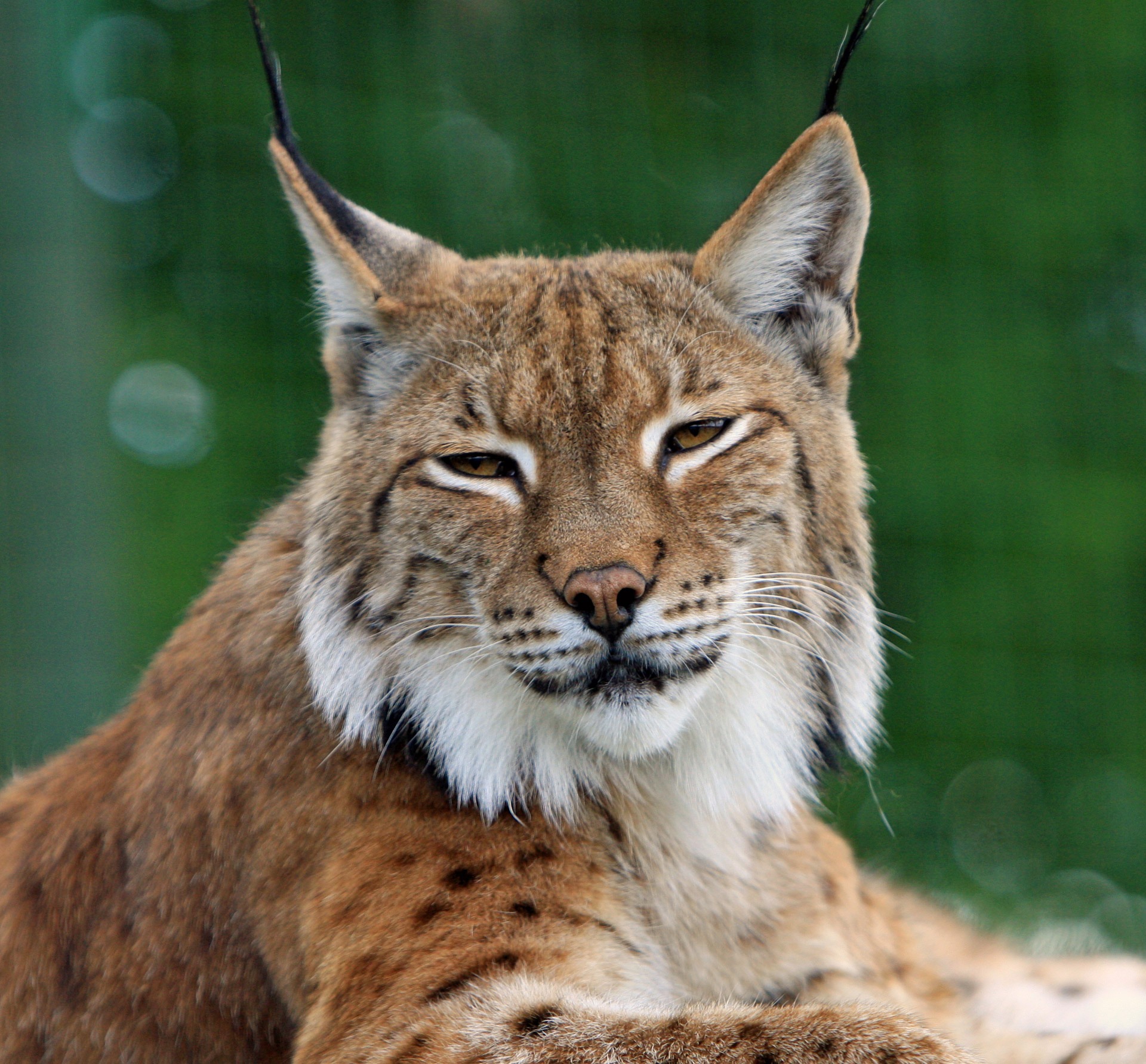 Free photo Sleepy lynx