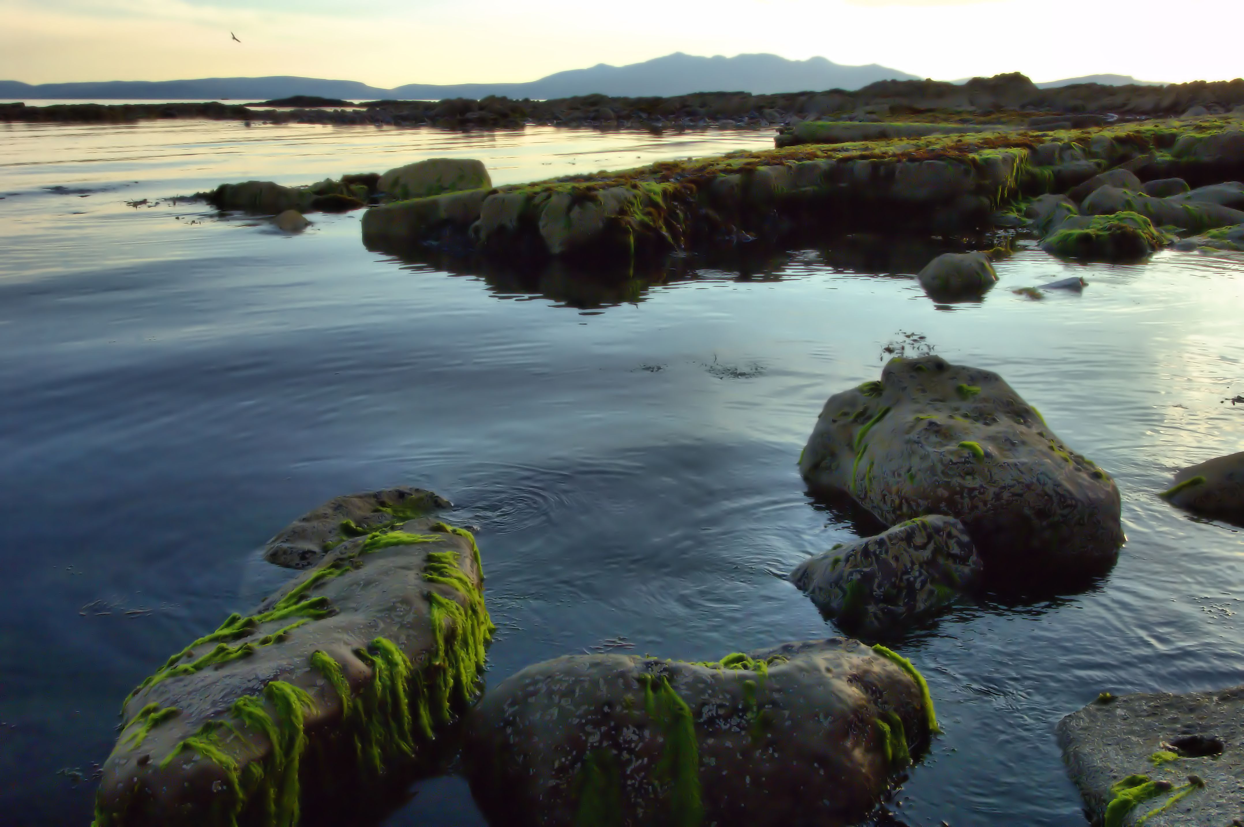 Free photo Stones covered with silt near the seashore