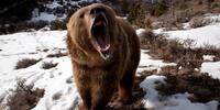 Злой медведь