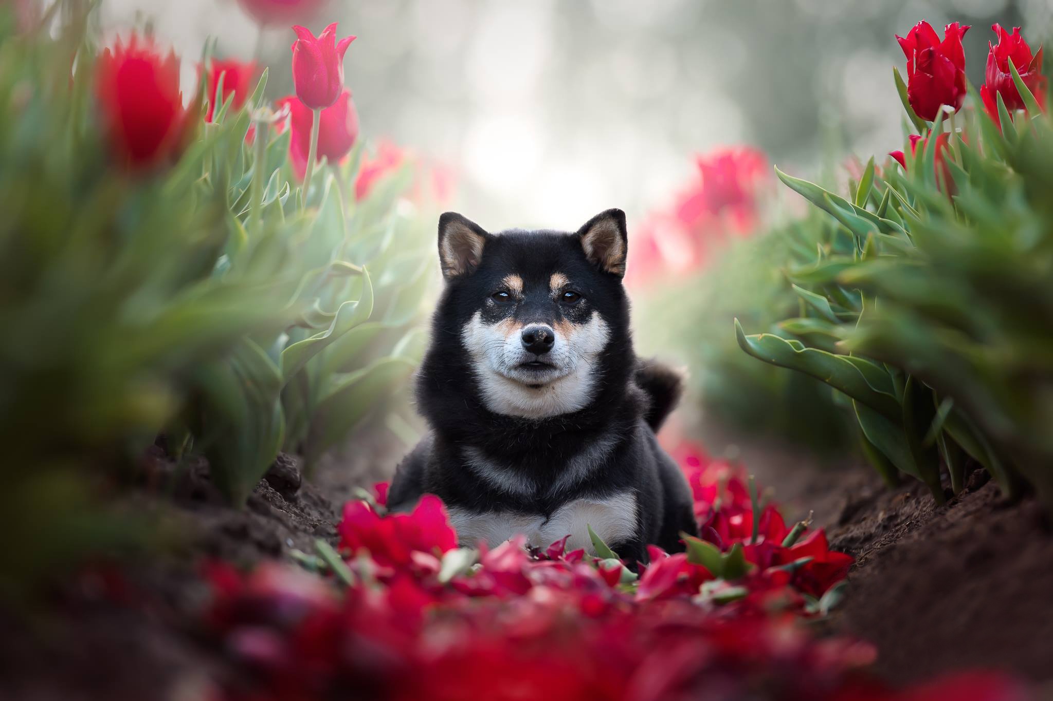 Free photo Shiba Inu and tulips