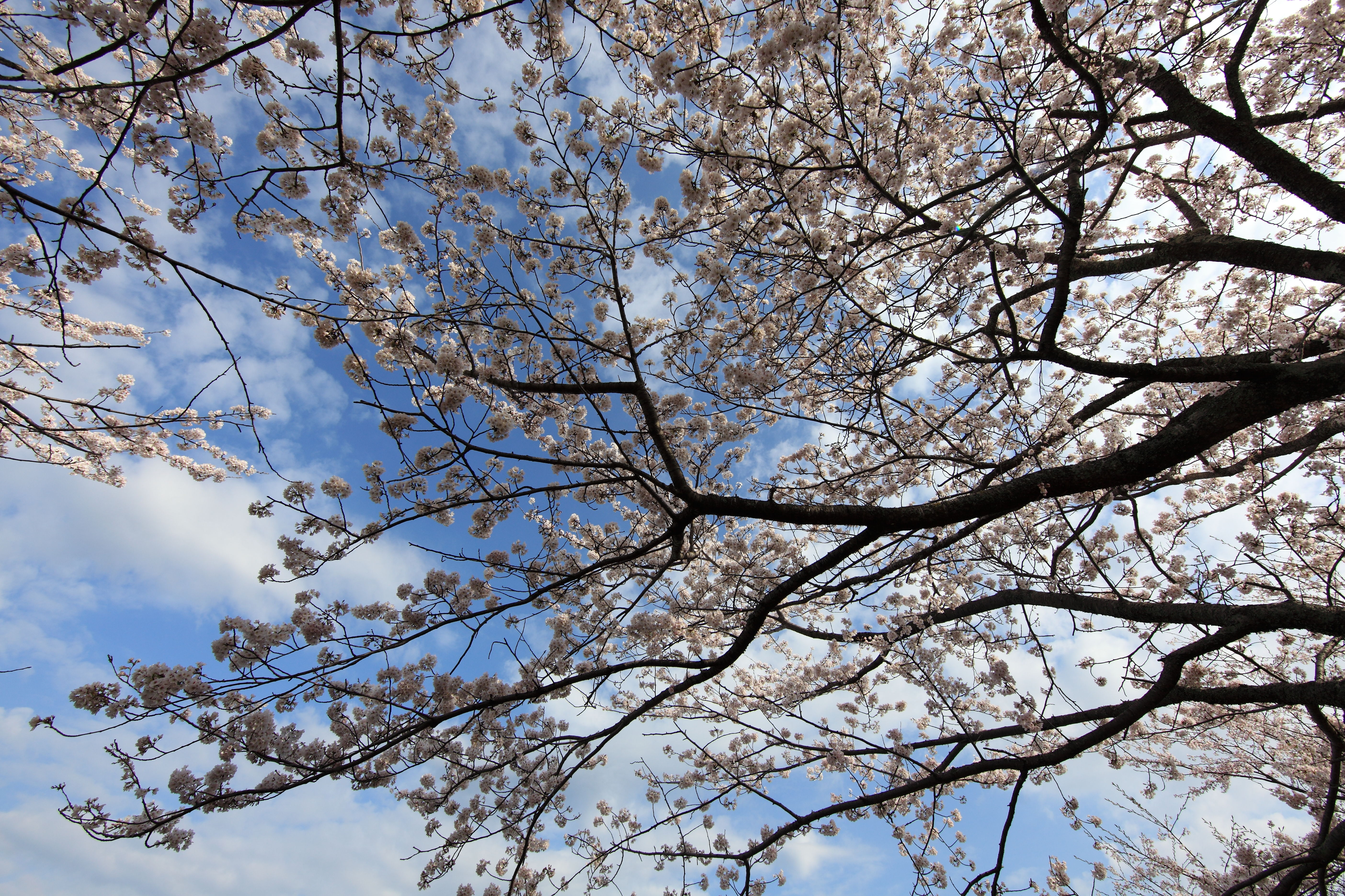 Wallpapers tree branch blossom on the desktop