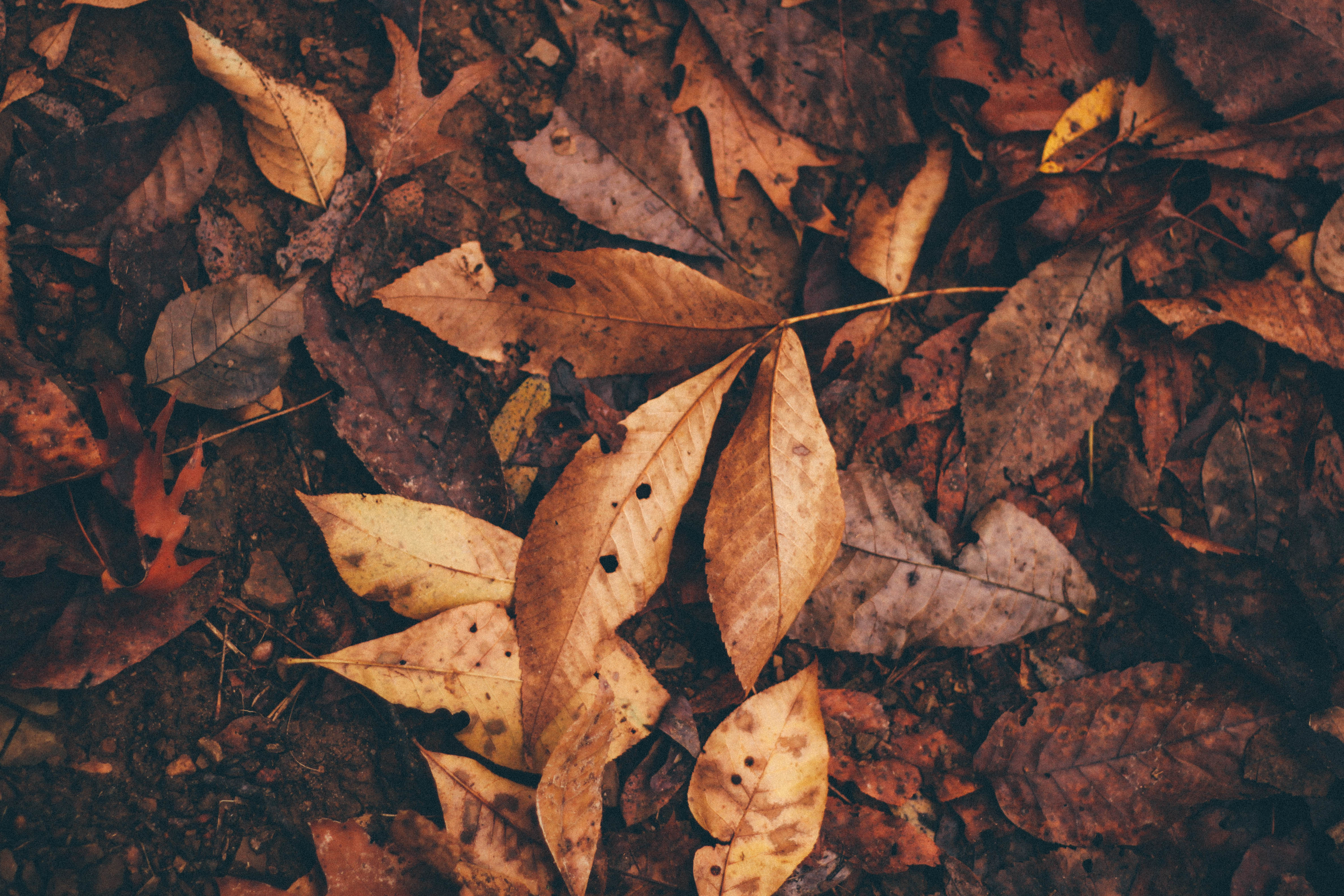 Free photo The ground is strewn with fallen leaves