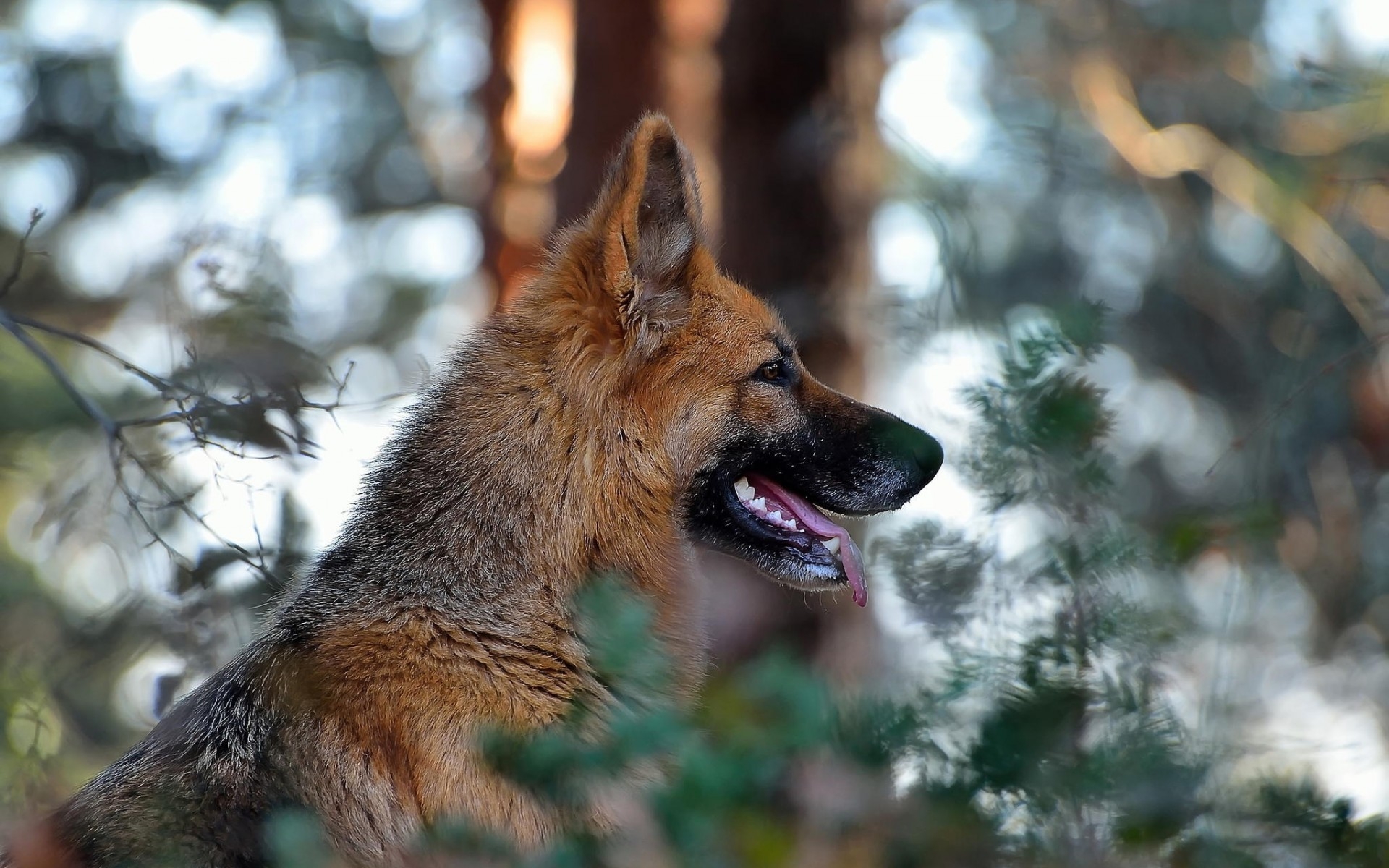 Free photo German Shepherd Side View