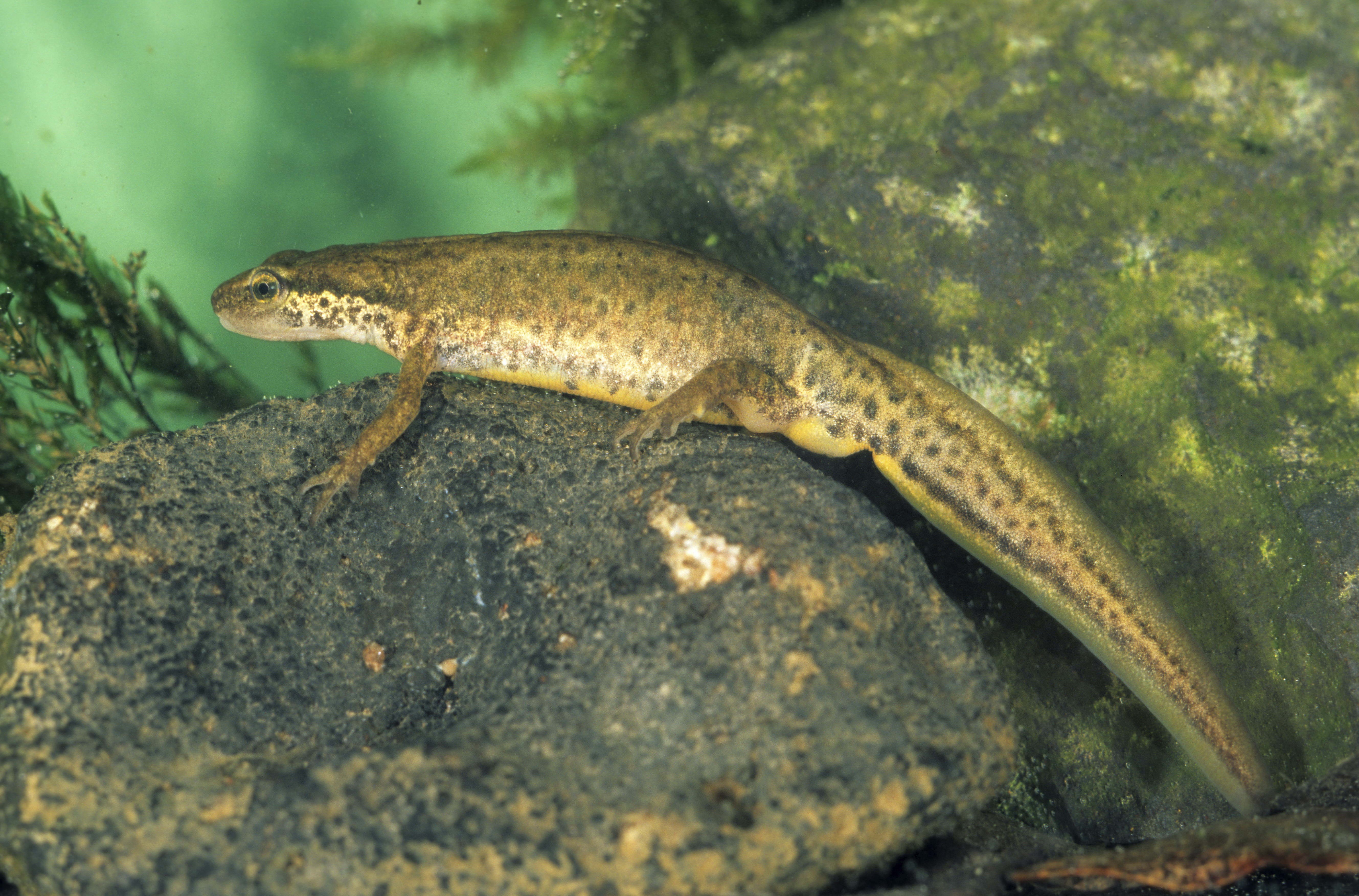 Бесплатное фото Нитеносный тритон