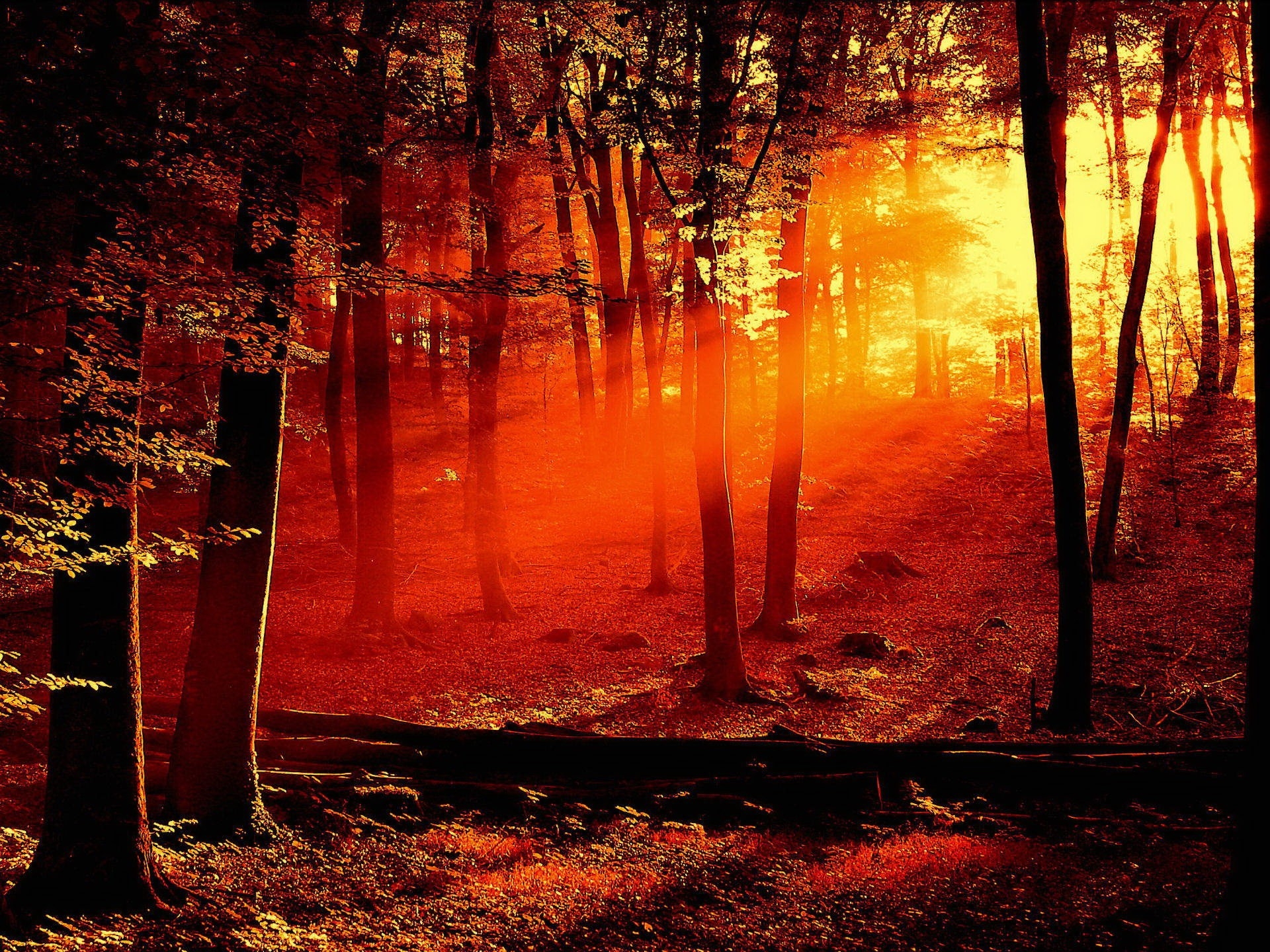 林中一幅不寻常的阳光图