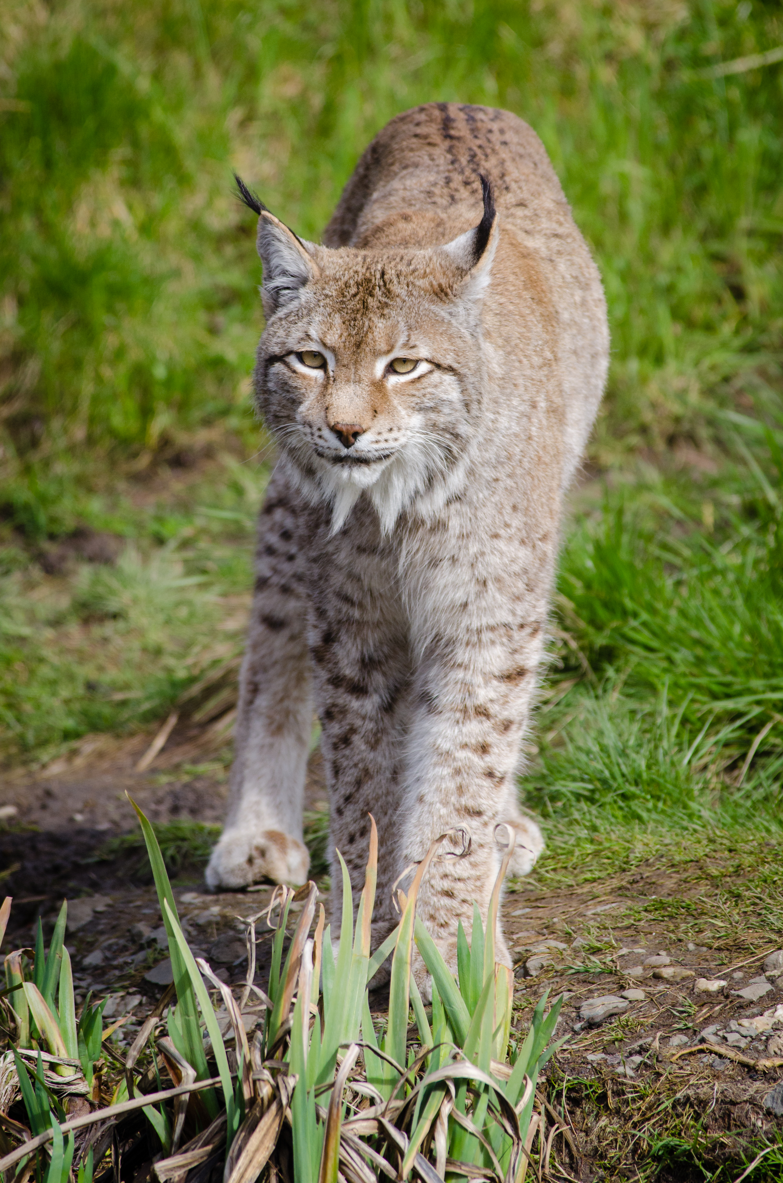 Free photo A bobcat in the wild