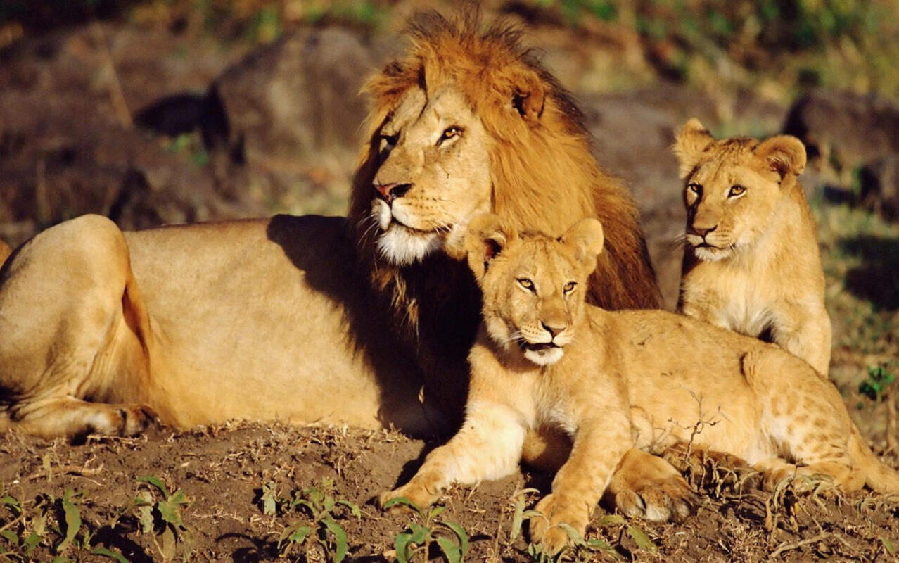 ΦΩΤΟΓΡΑΦΙΑ ΤΗΣ ΗΜΕΡΑΣ - National Geographic Channel - Ελλαδα Beautiful lion, Ani