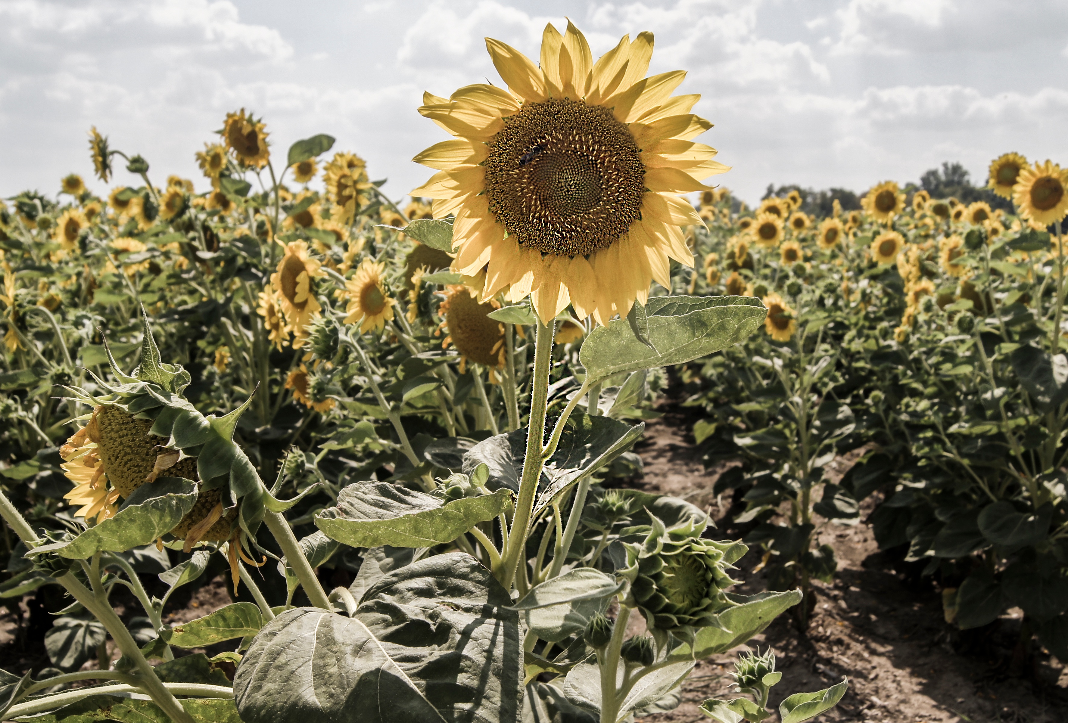 Wallpapers plant field flower on the desktop