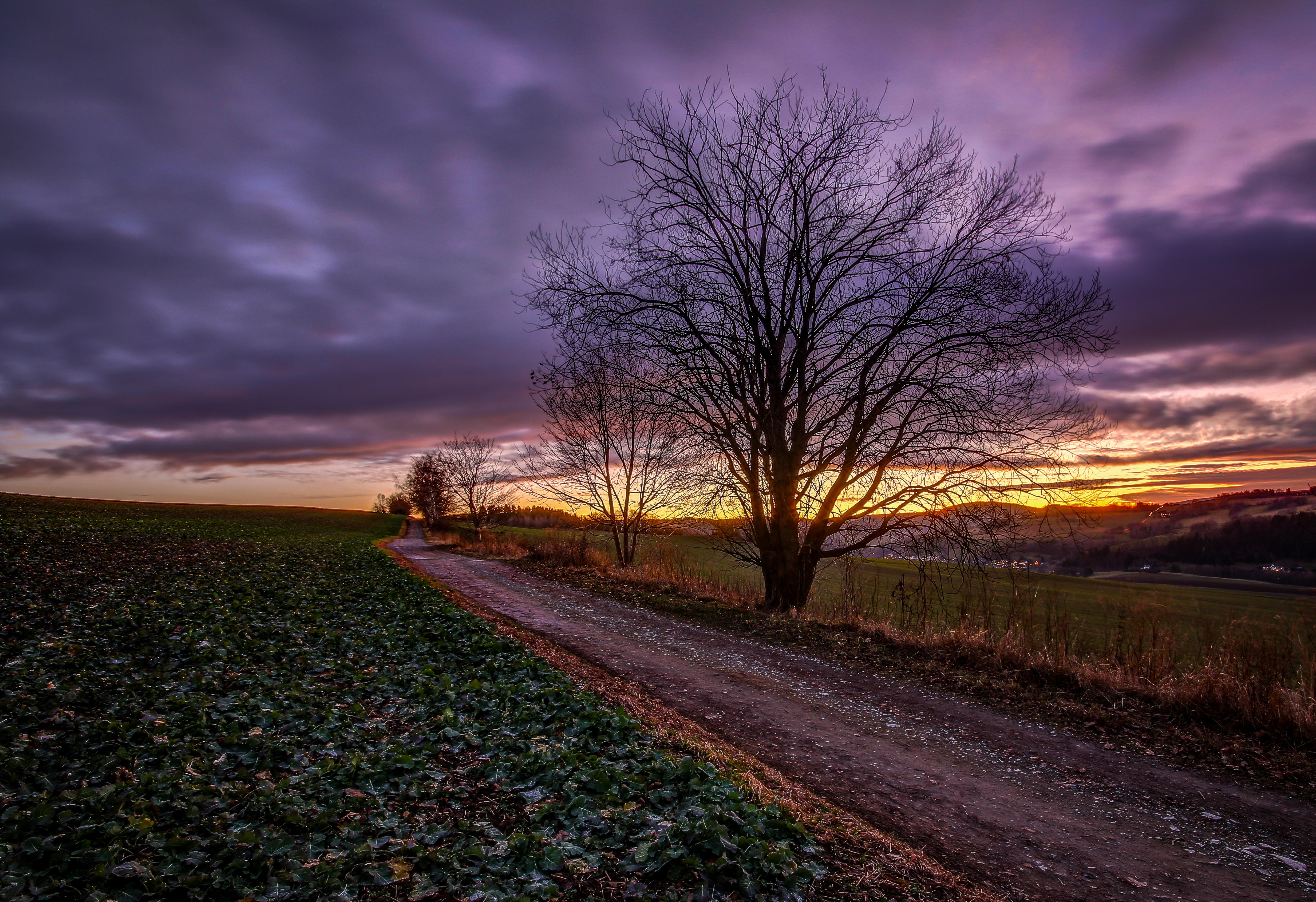 Wallpapers landscapes trees gravel road on the desktop