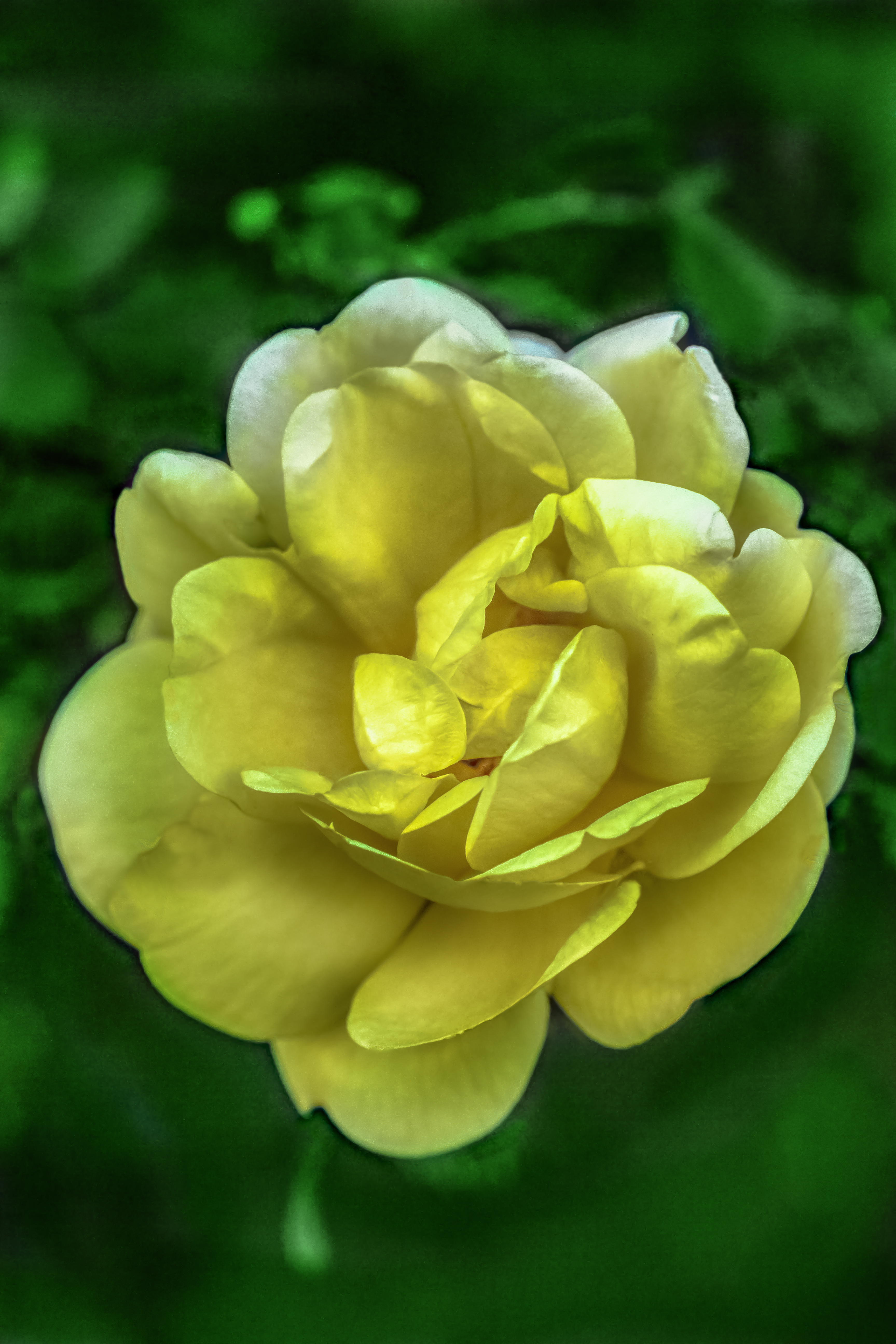 模糊的绿色背景上的黄玫瑰