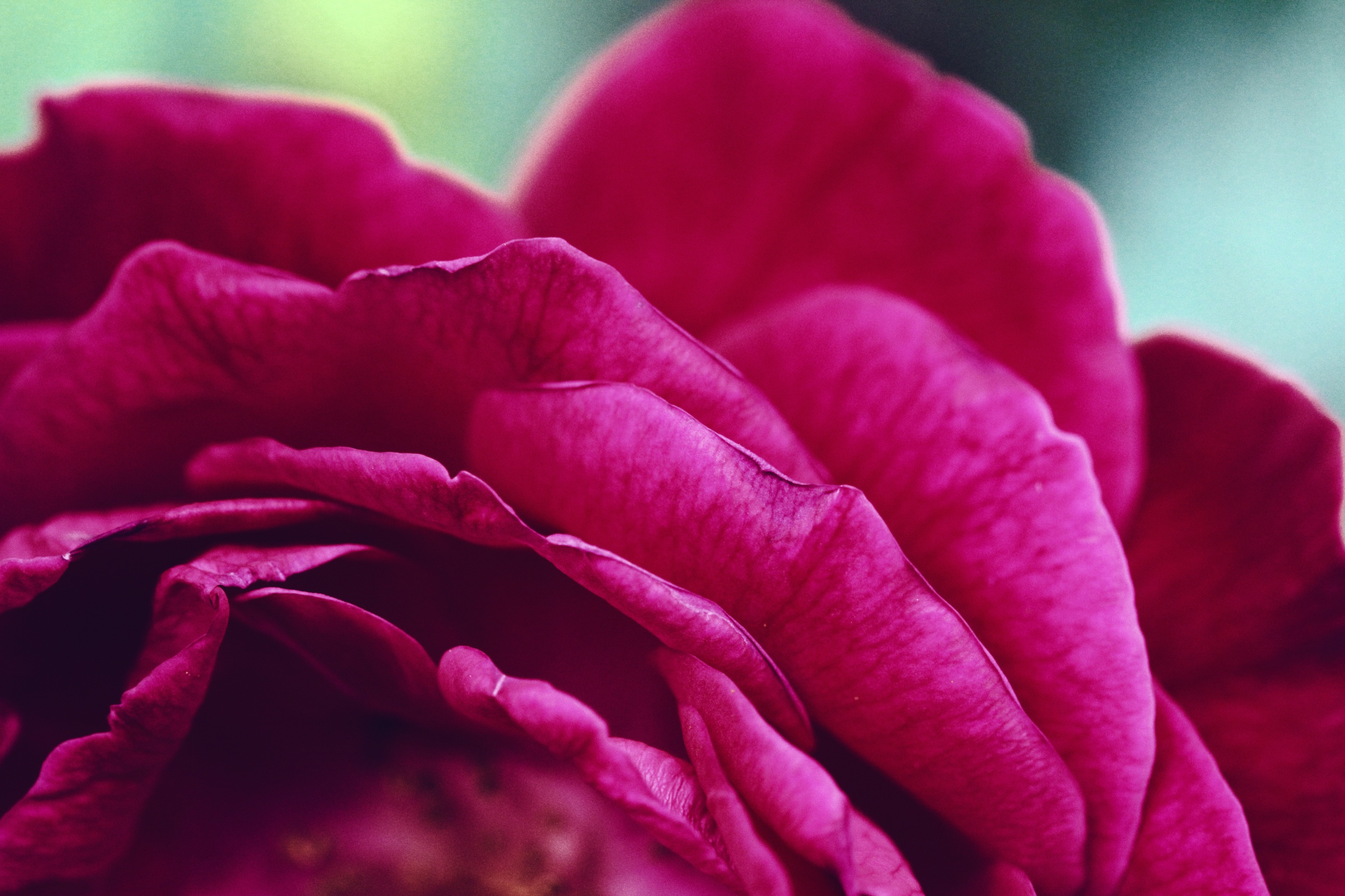 Wallpapers blossom plant flower on the desktop