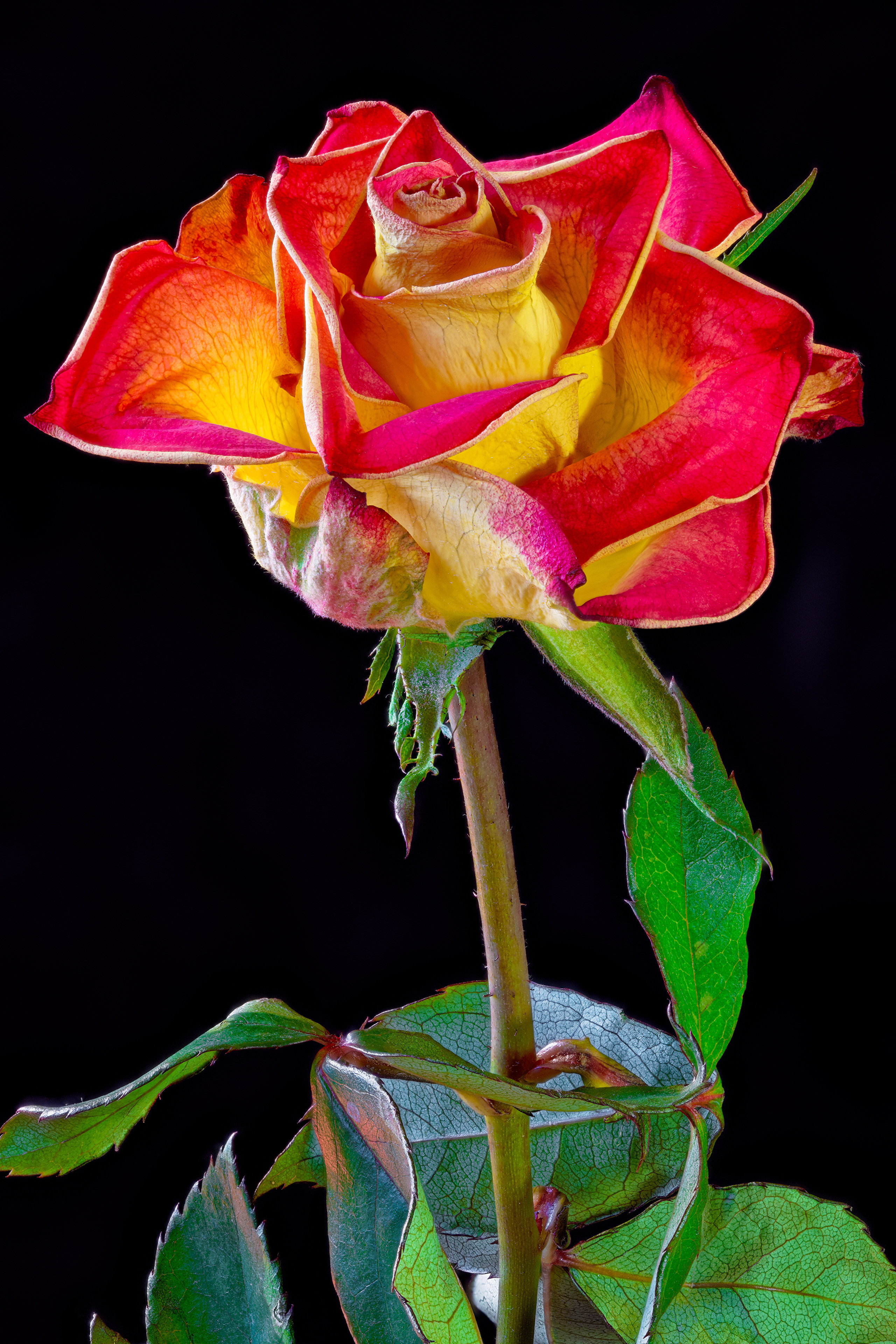 Wallpapers closeup flowers black background black background on the desktop