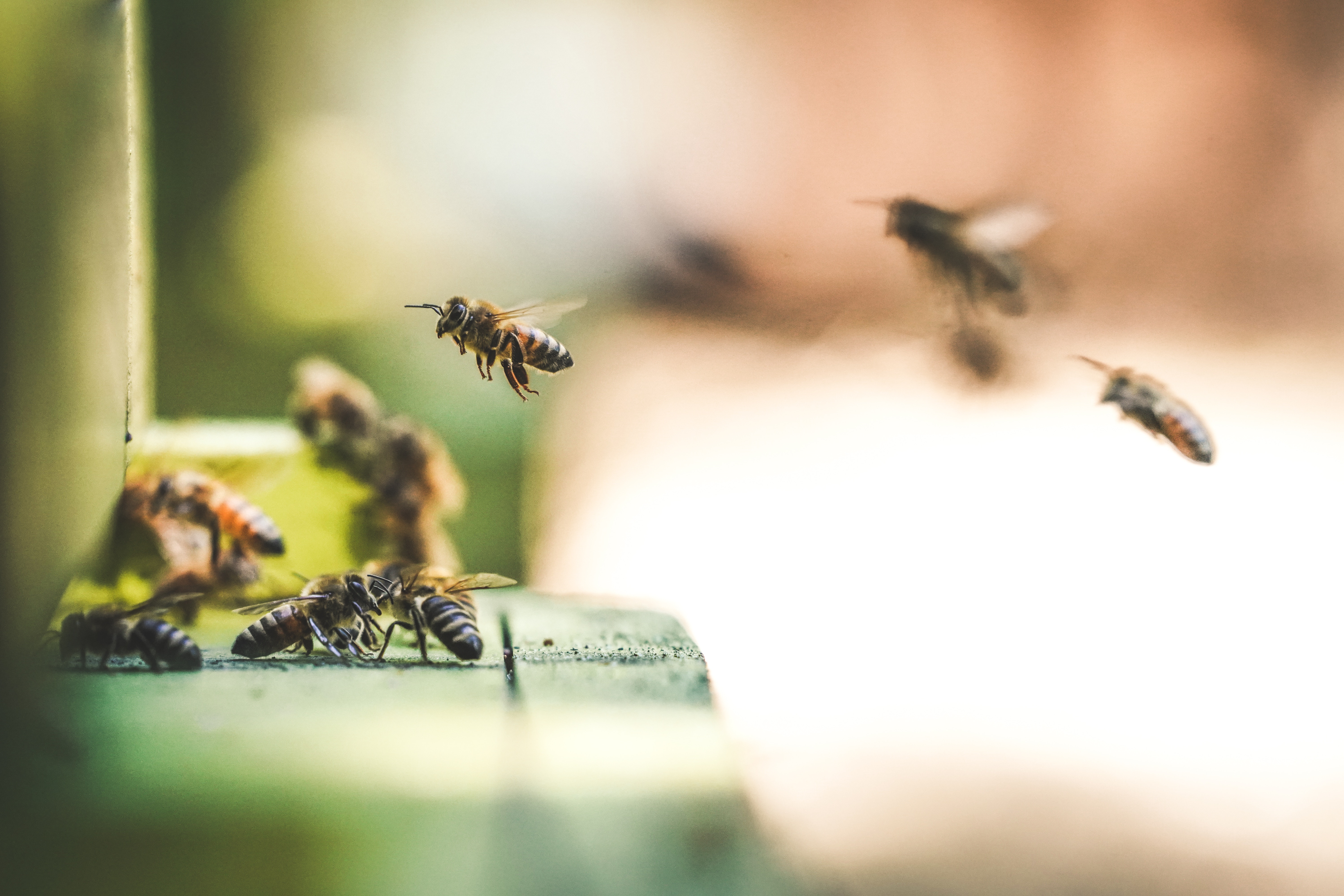 Free photo The honeybees have gathered in a swarm.