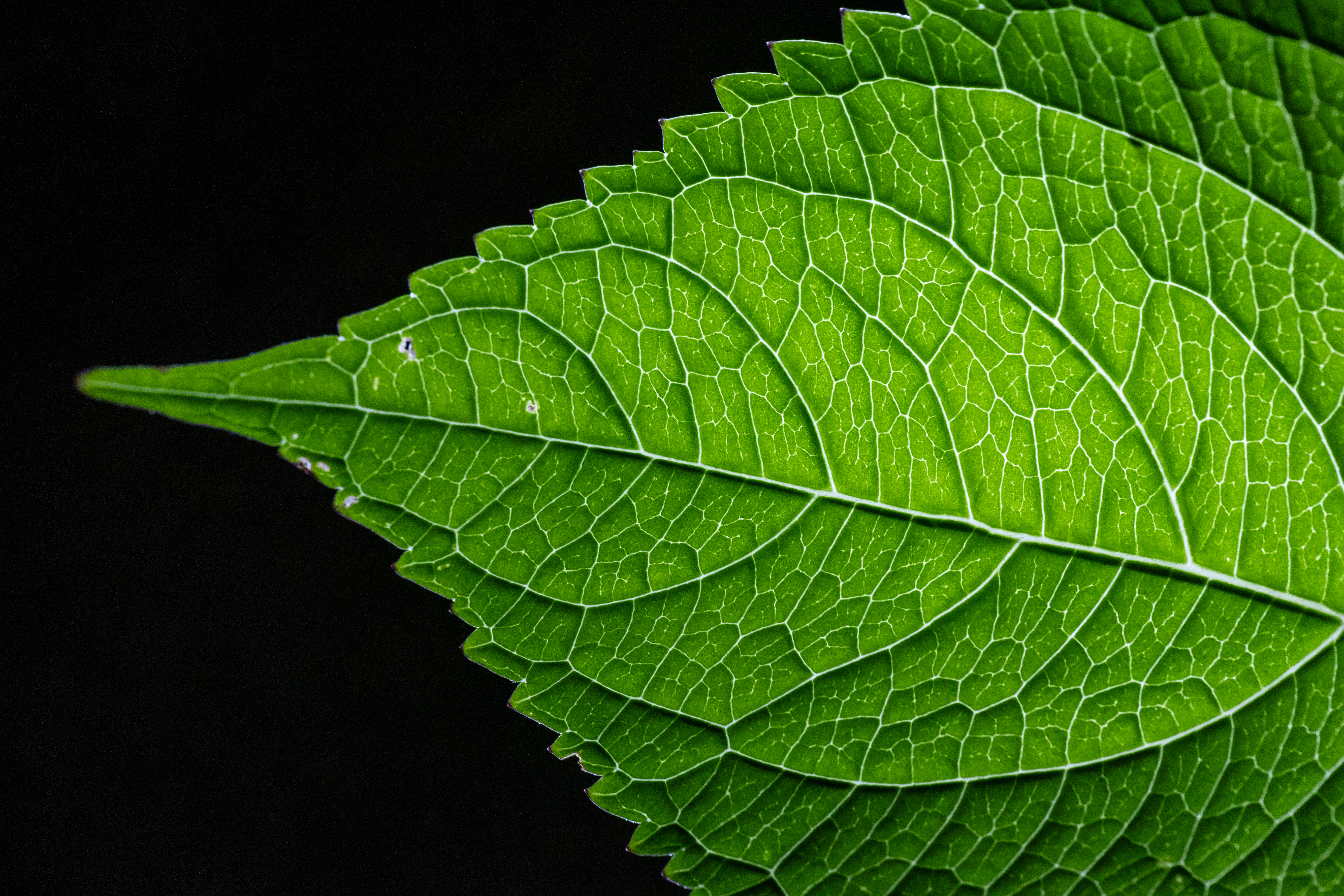 Free photo Wood leaf structure on black background