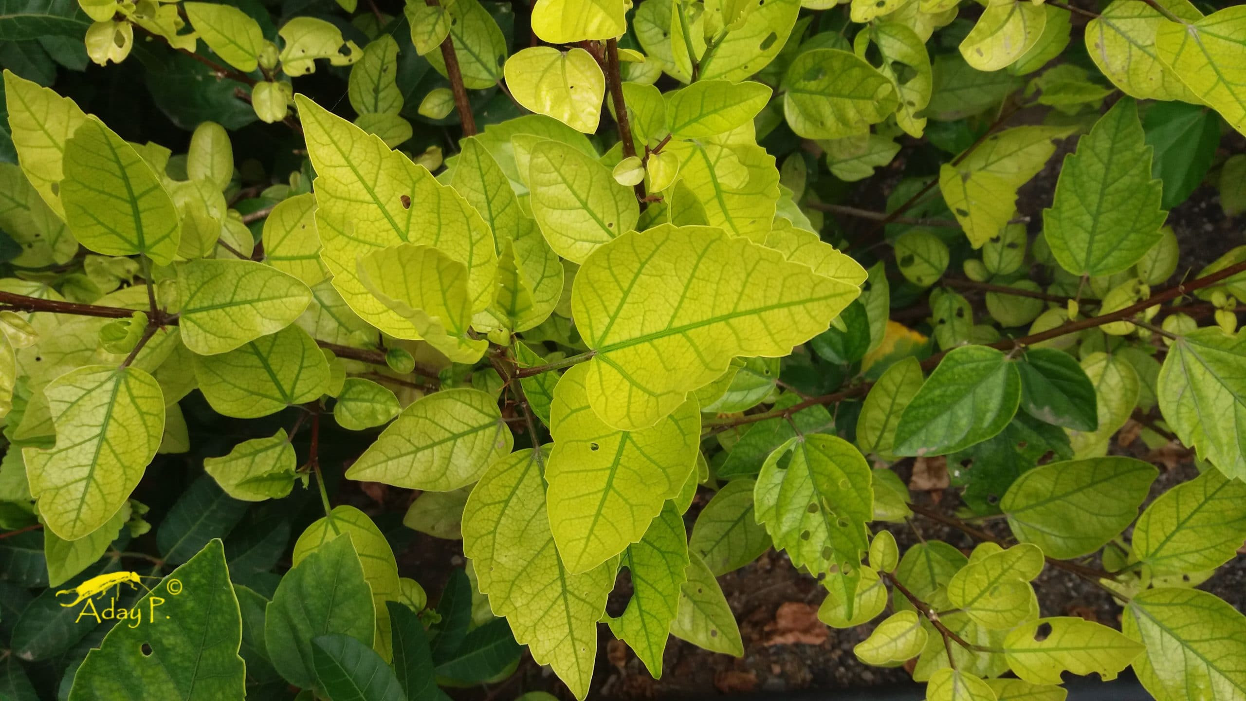 Free photo Fresh green leaves