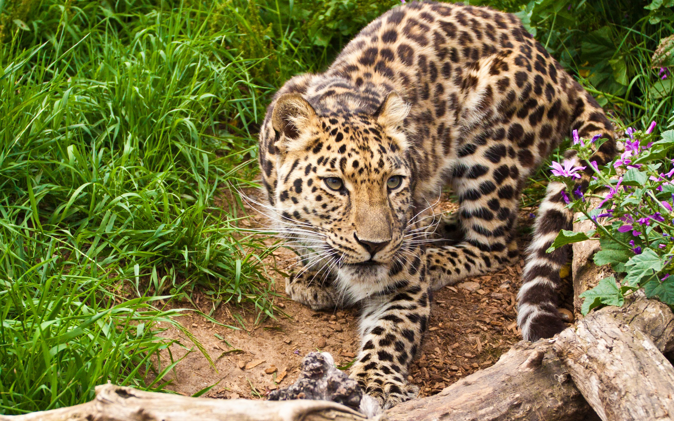 Free photo Leopard on the hunt