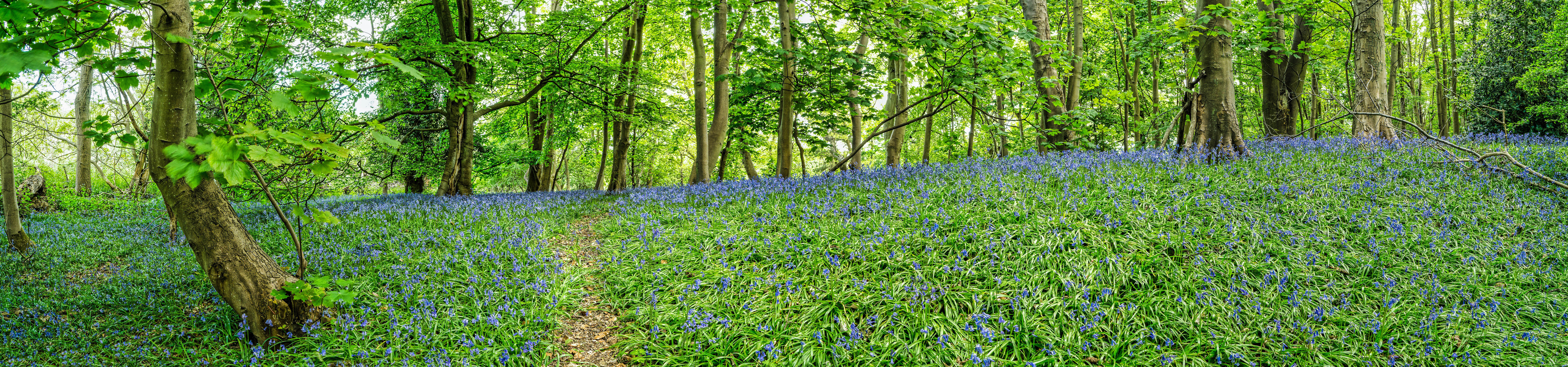Wallpapers panorama flowers forest on the desktop
