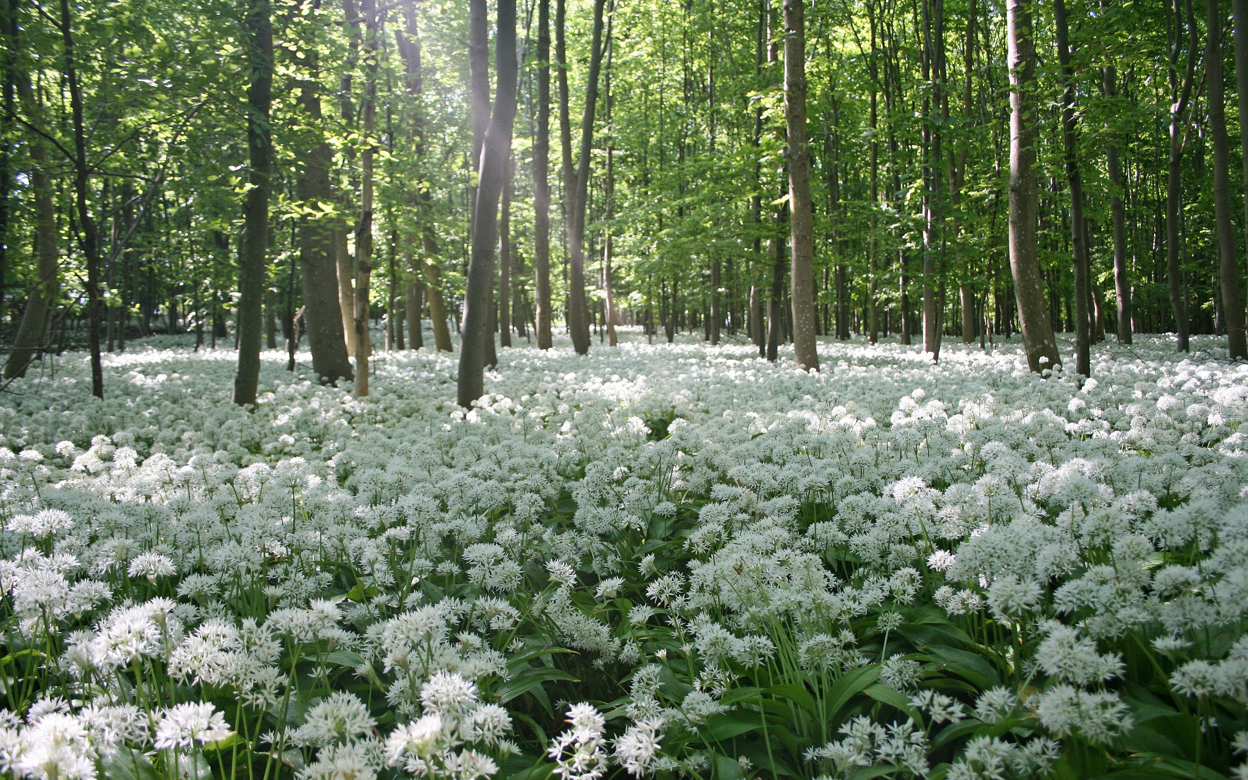 Wallpapers forest glade of flowers sun on the desktop