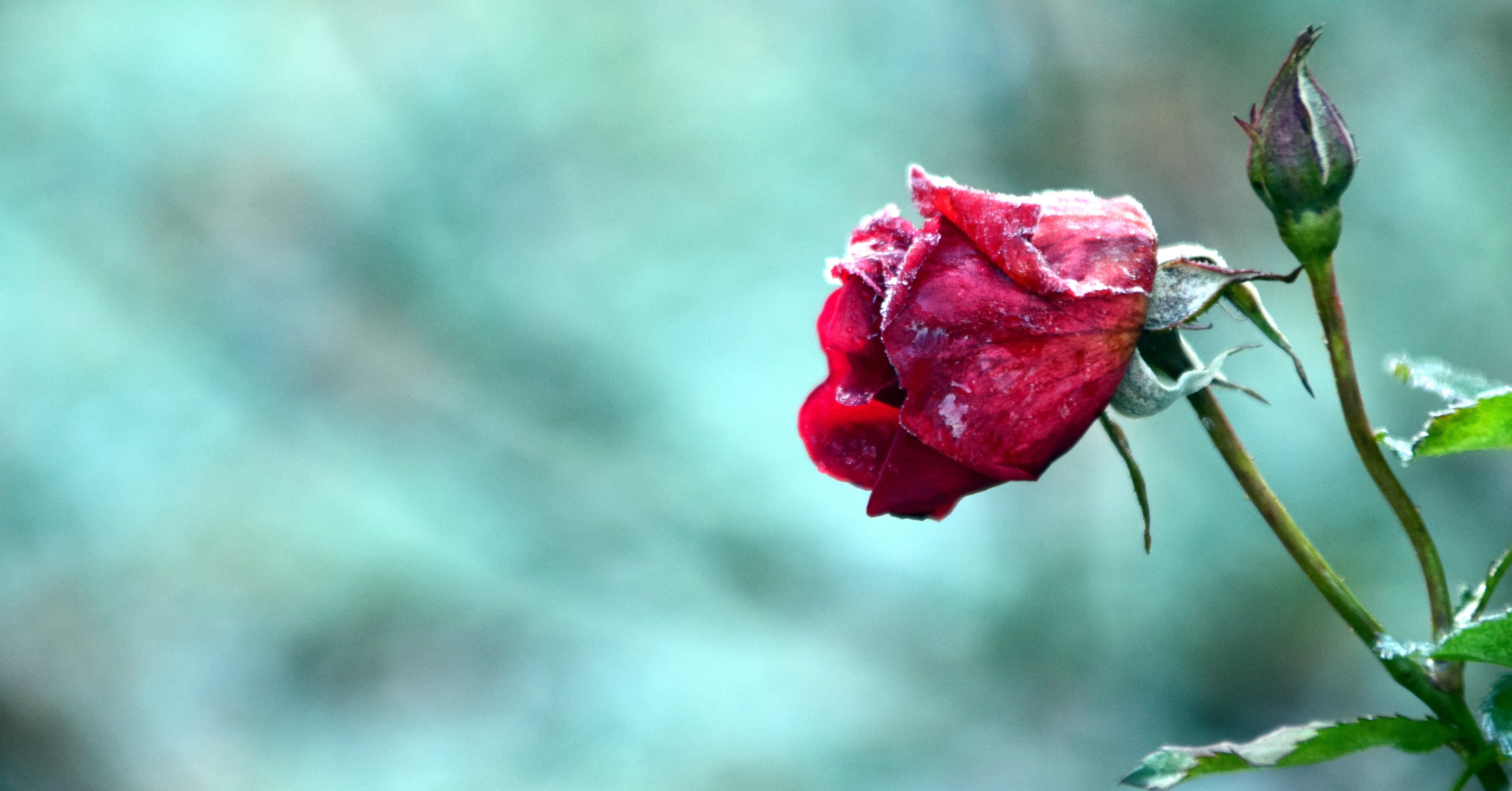 一朵冰冻的红玫瑰