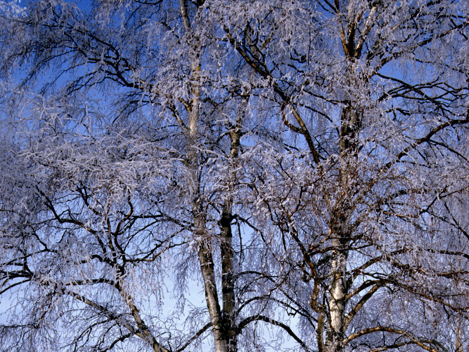 Birch trees covered with frost