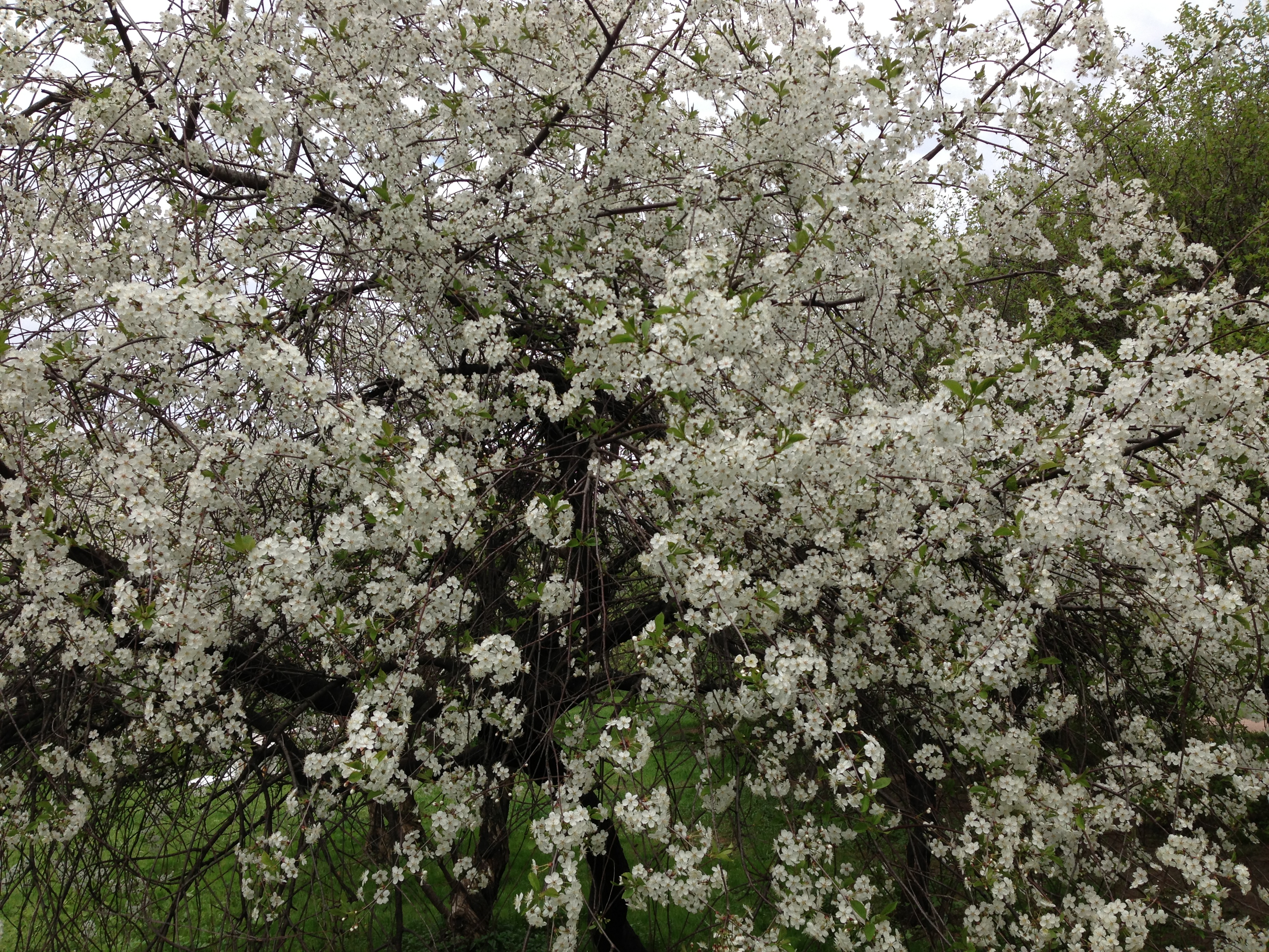 Free photo Cherry blossoms